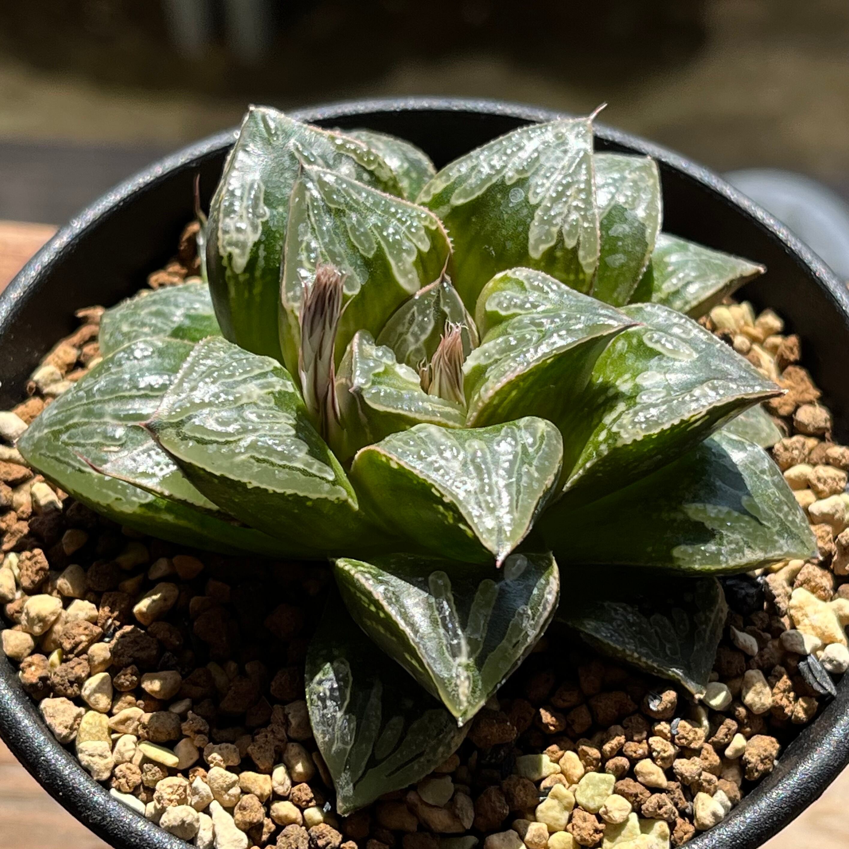 ハオルチア 花狐錦 | mocono_plants
