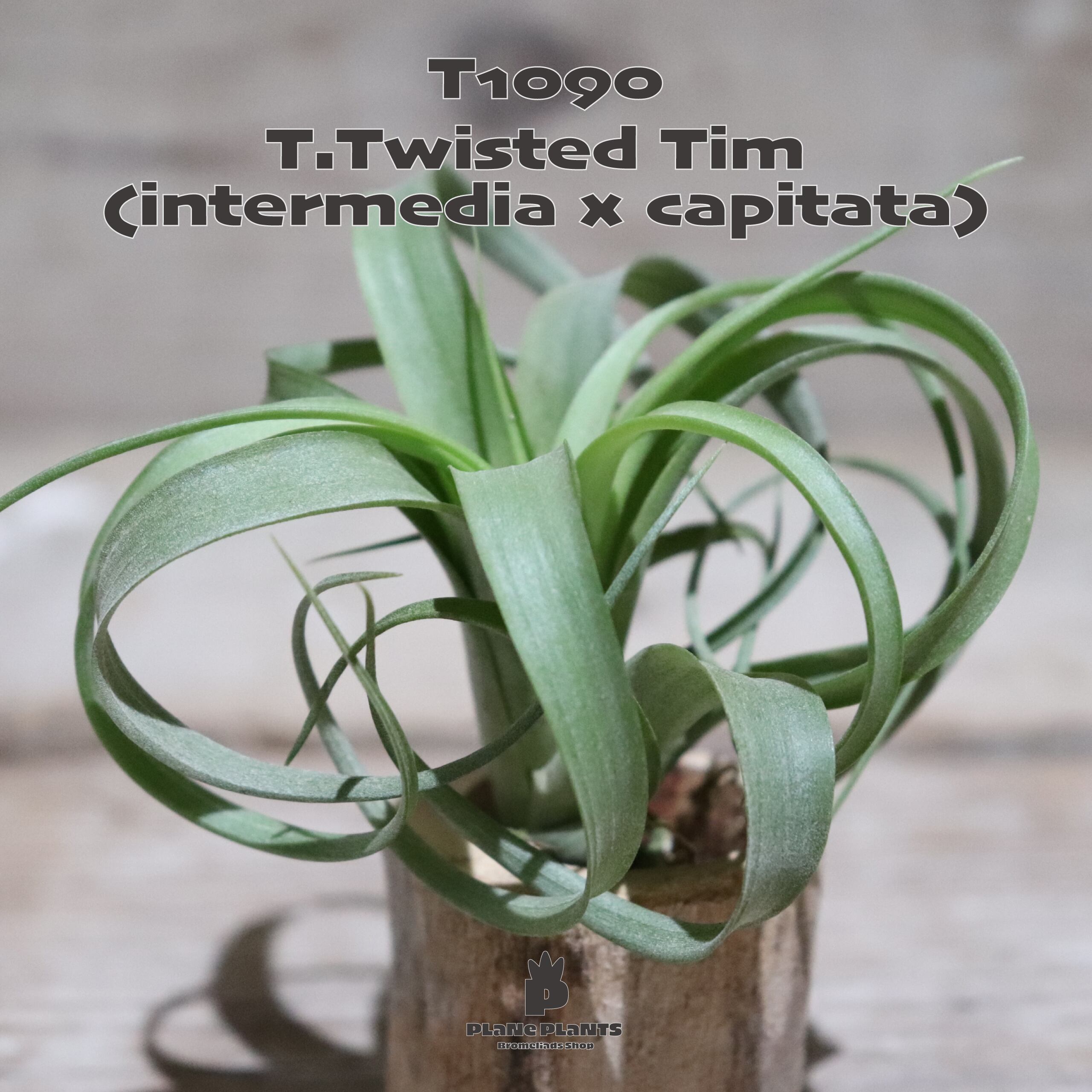 【送料無料】'Twisted Tim'〔エアプランツ〕現品発送T1090