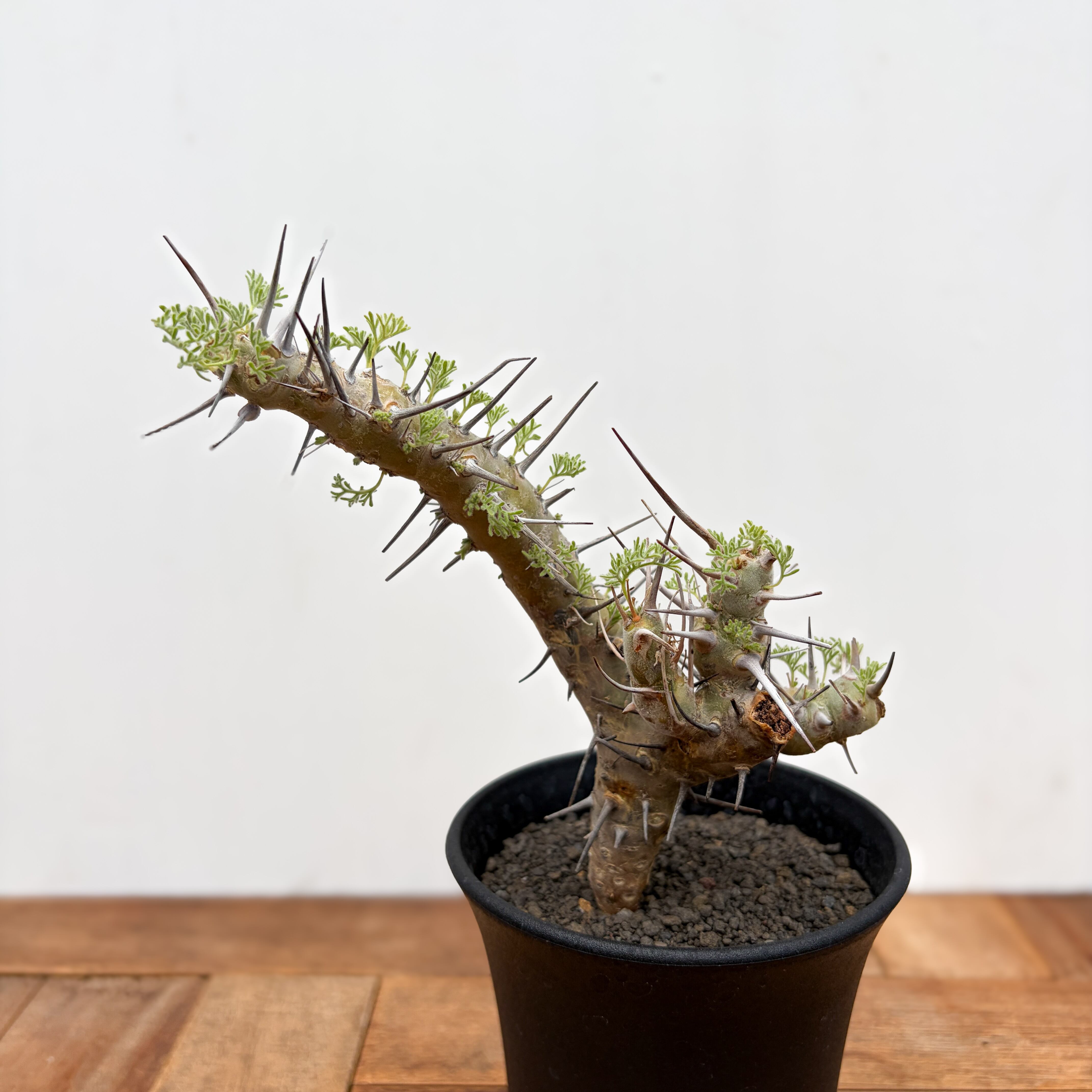 Monsonia herrei モンソニア ヘレー 実生 2株（多肉植物 観葉植物 塊根