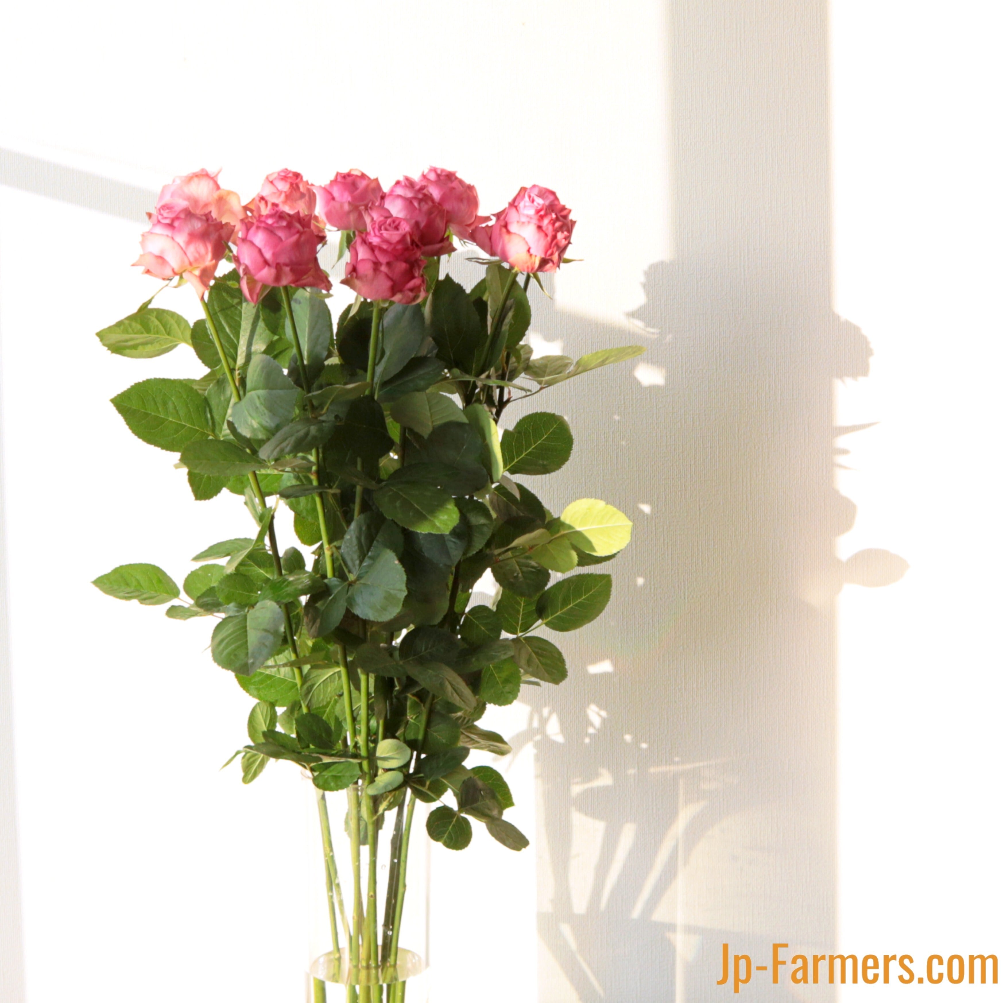 FINEROSE ☆バラ 品種名：ローズシノ 花弁の多さには自信が