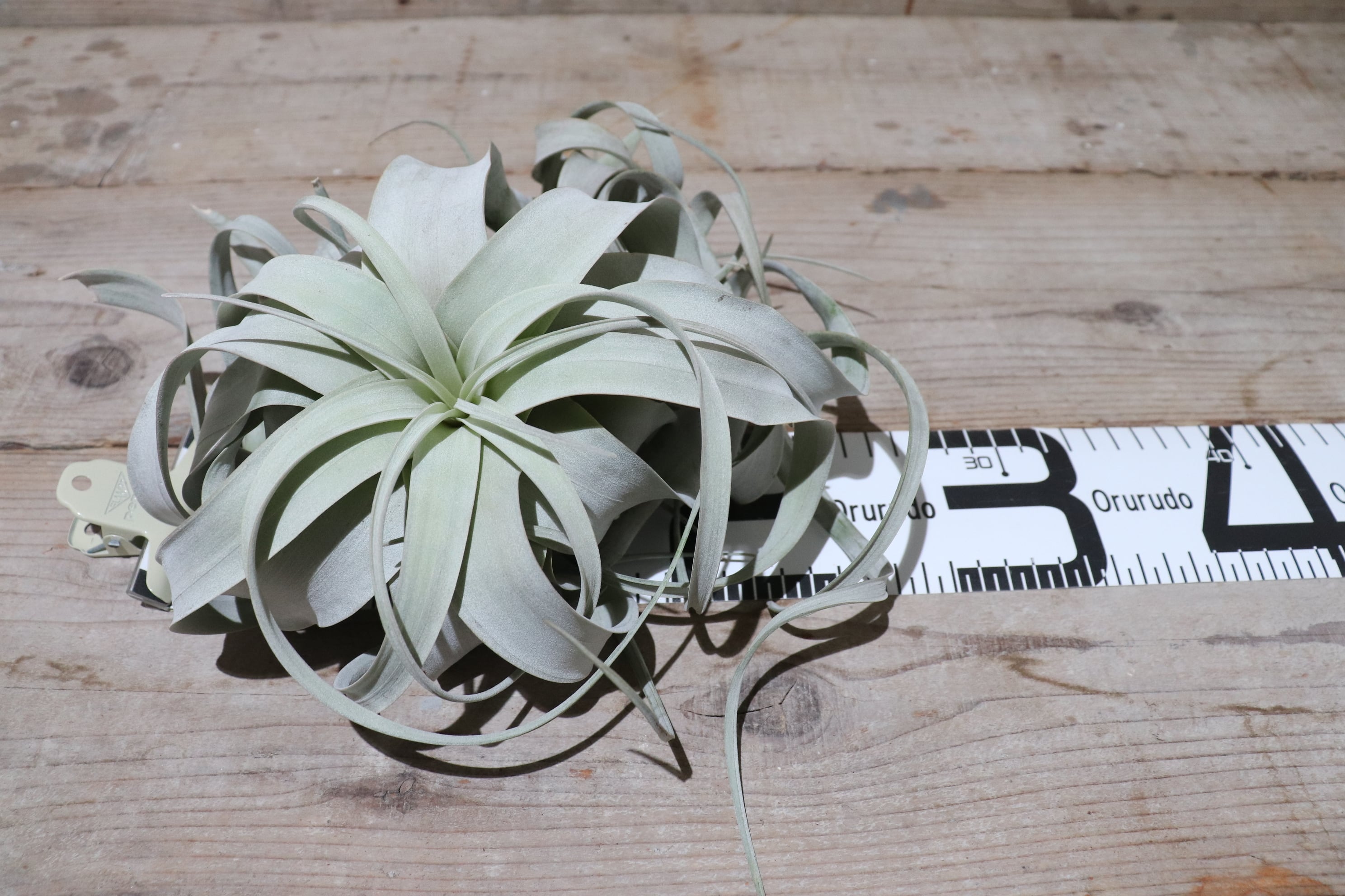 【T1128】美株！！ キセログラフィカ ロングリーフ タイプ Tillandsia エアプランツ エアープランツ ティランジア チランジア T7250☆美株 ロングリーフ☆ キセログラフィカ ロングリーフタイプ