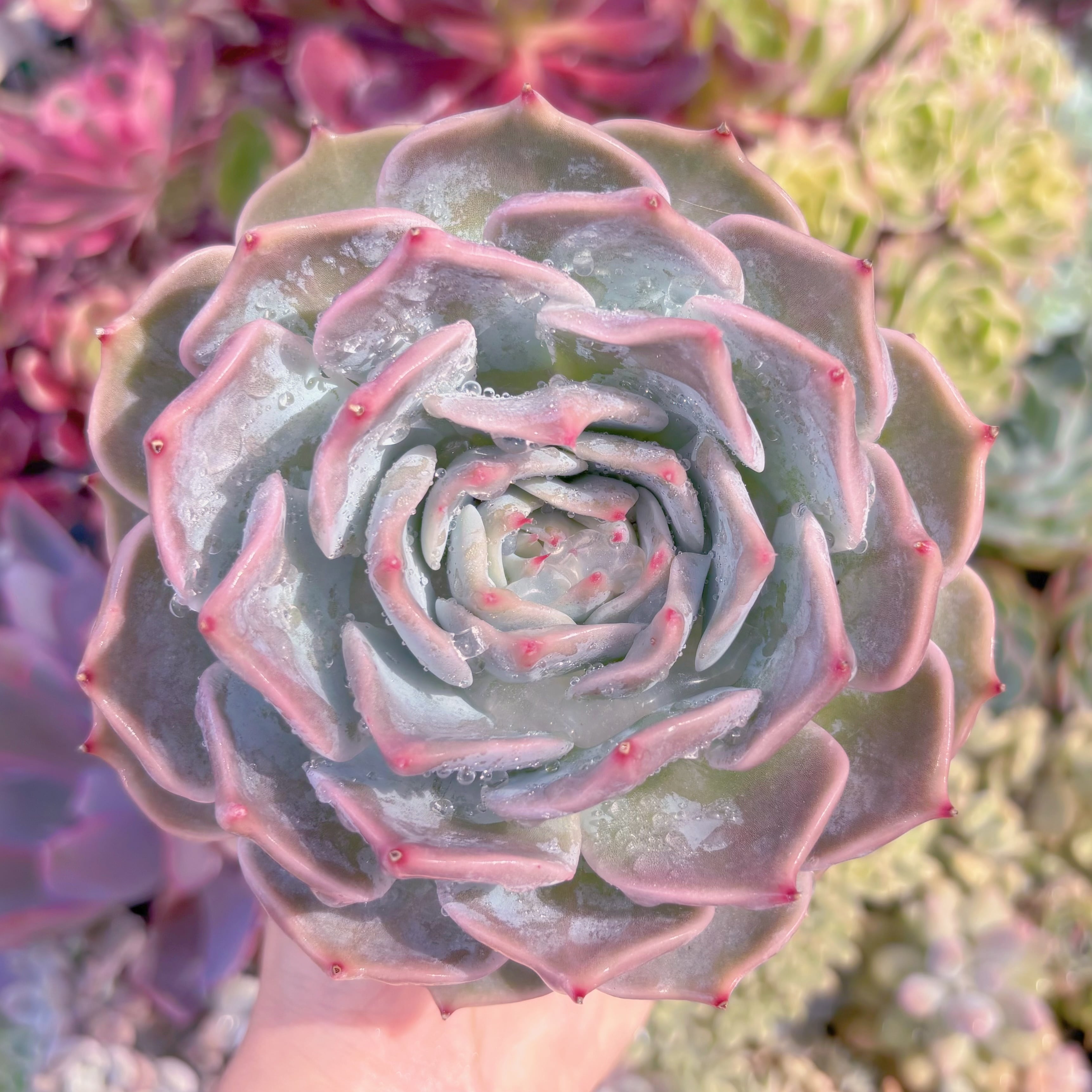 現品　ピカチュウ#C21　大苗　るる農園