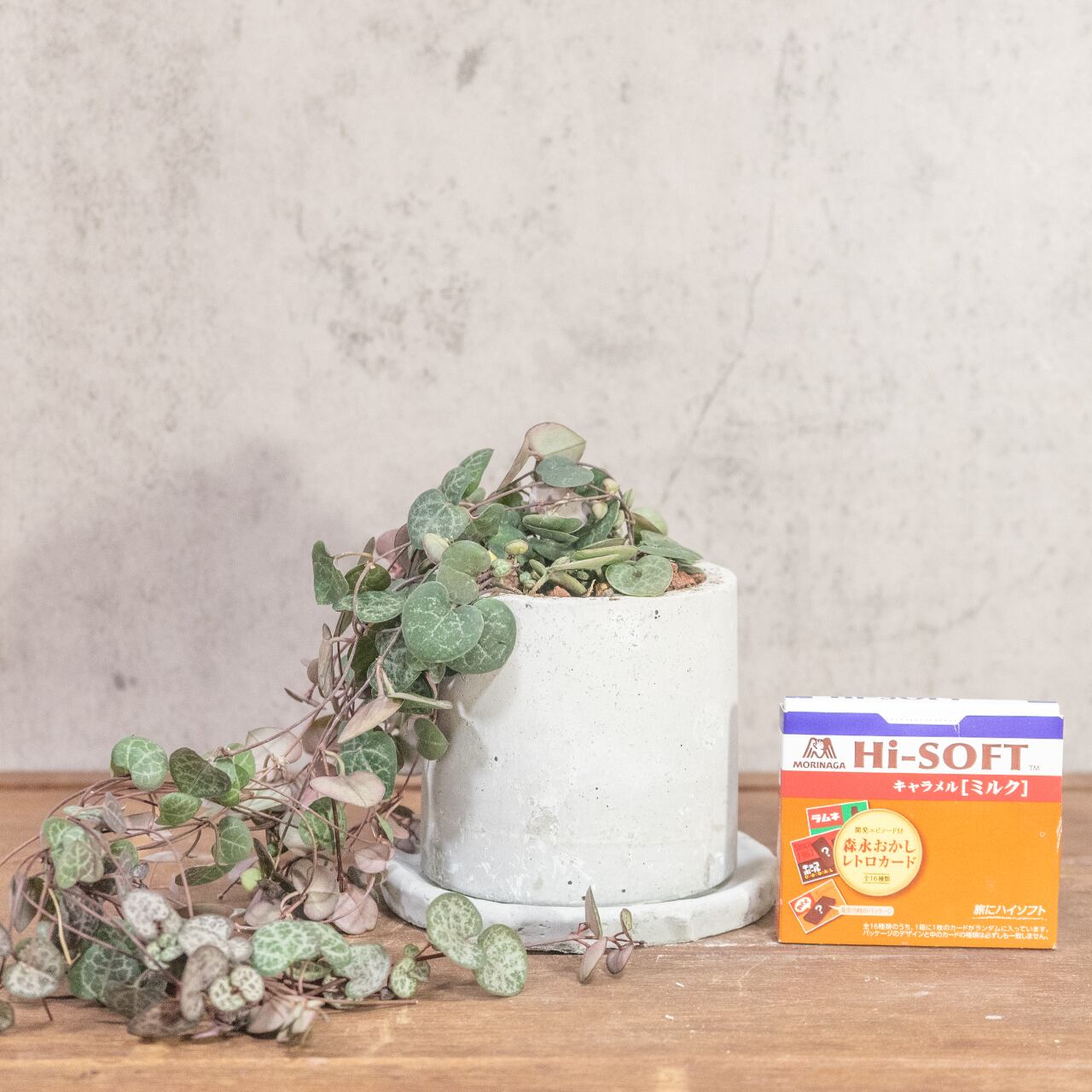 ハートカズラ｜シルバーグリーンの葉模様が映える可憐なつる植物【手作りモルタル鉢／虫発生抑制】