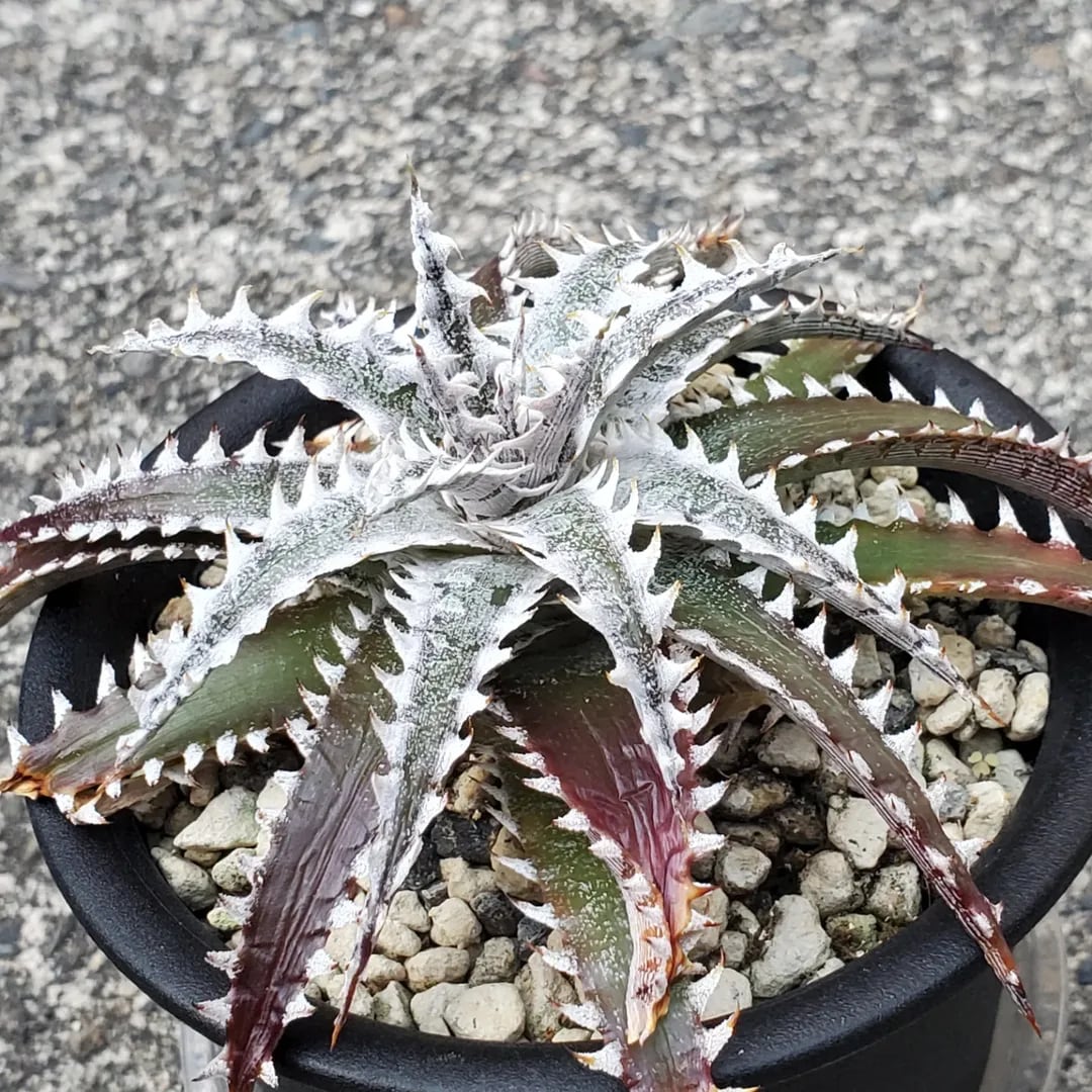 F00440_【OL004】Dyckia 'Obsidian' x 'Little Wing'：ディッキア