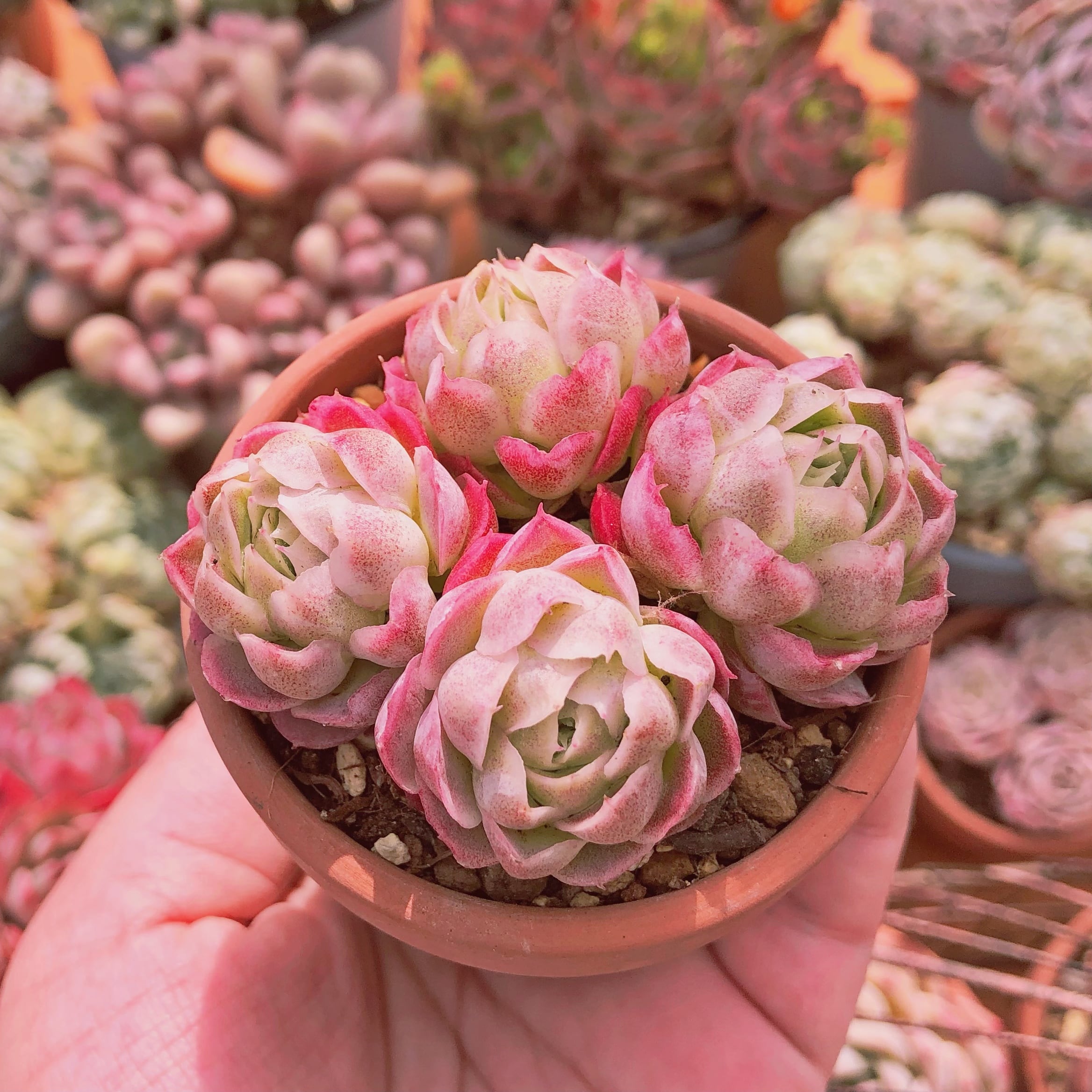 多肉植物　シュガーライチ　2～4頭　群生