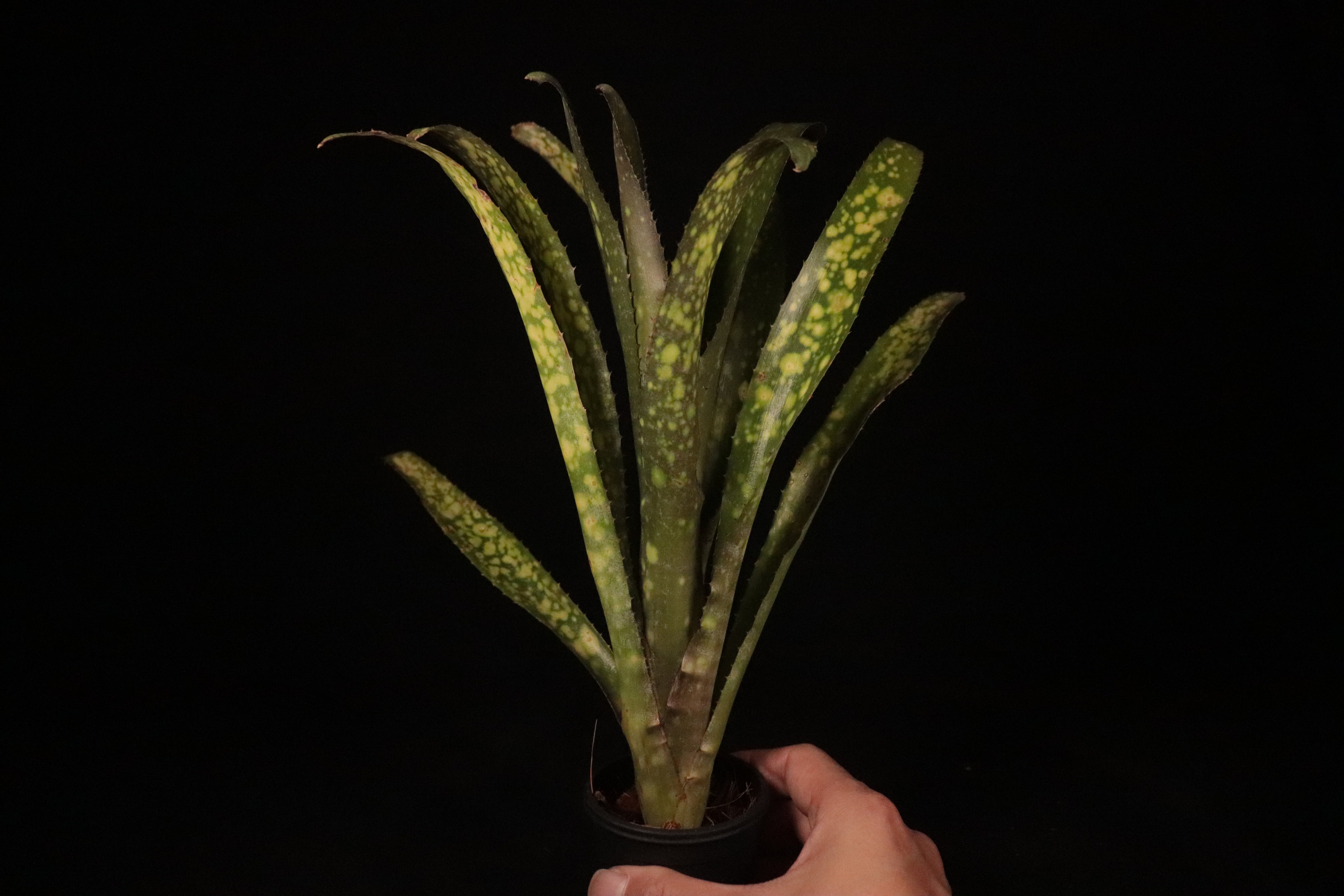 送料無料】Billbergia 'Kolan Magic'〔ビルベルギア〕現品発送B0091