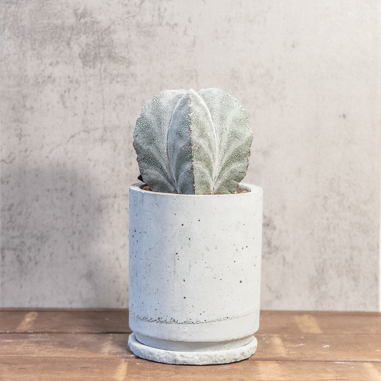 恩塚ランポー玉|年月を重ね膨らんだ存在感、細かな白斑が映える一点物【手づくりモルタル鉢】