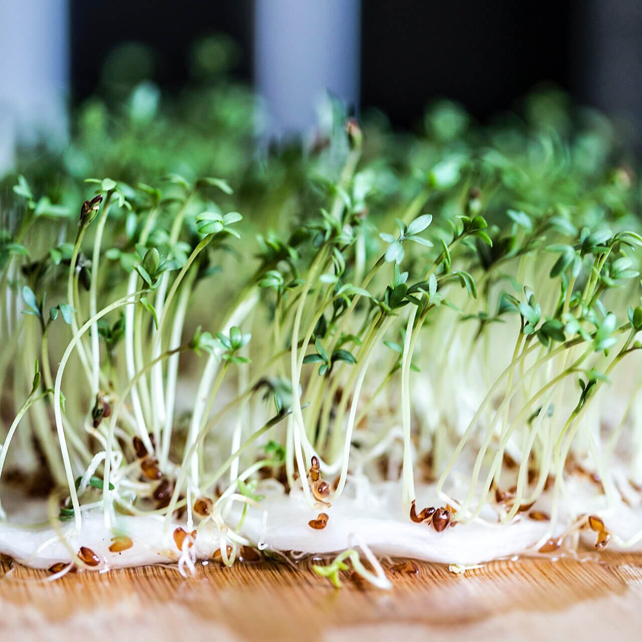 かいわれ大根 | SMILE Marché