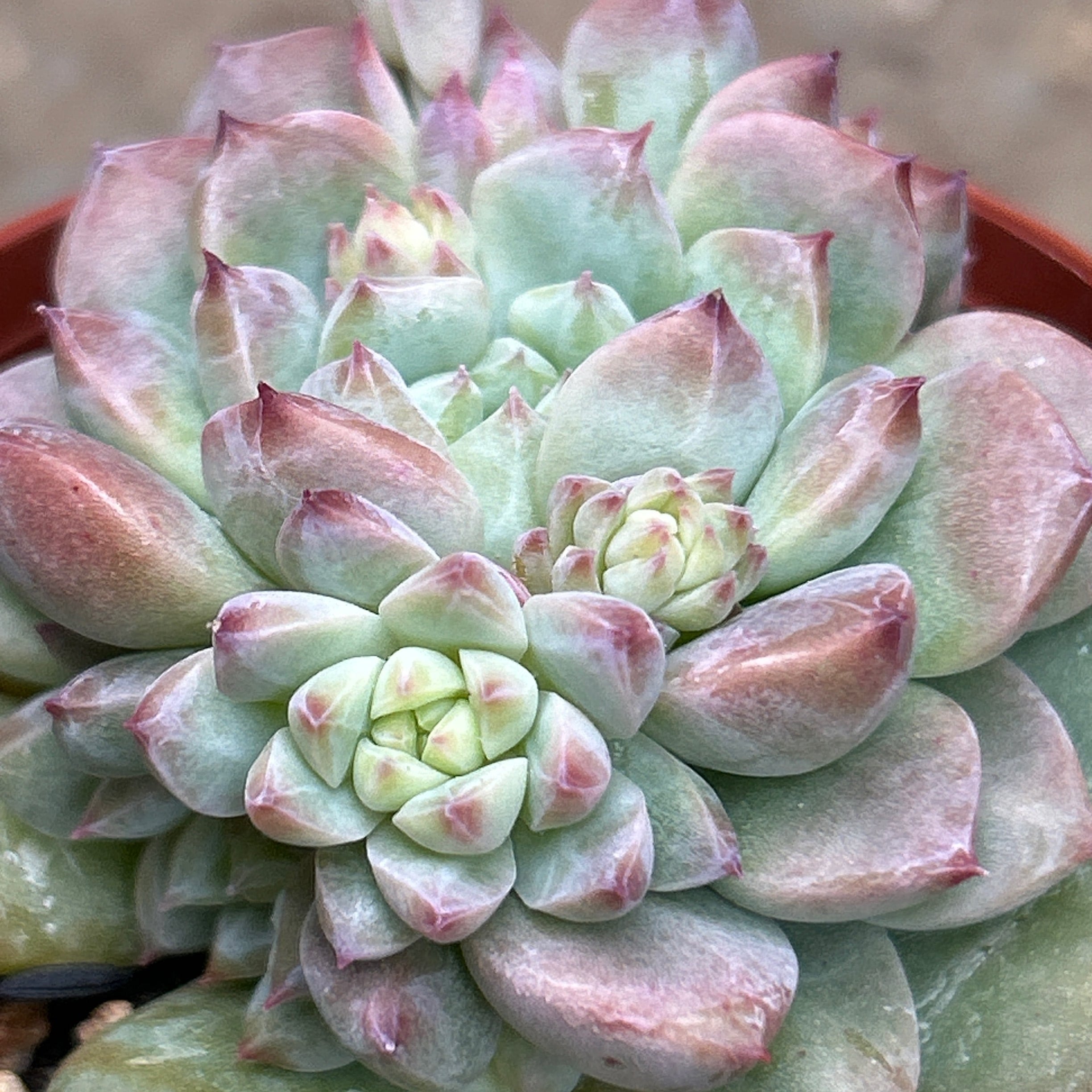 ALEX バラクーダ　R2　ピンク　未組み立て　希少 ALEX バラクーダR2ピンク未組み立て希少