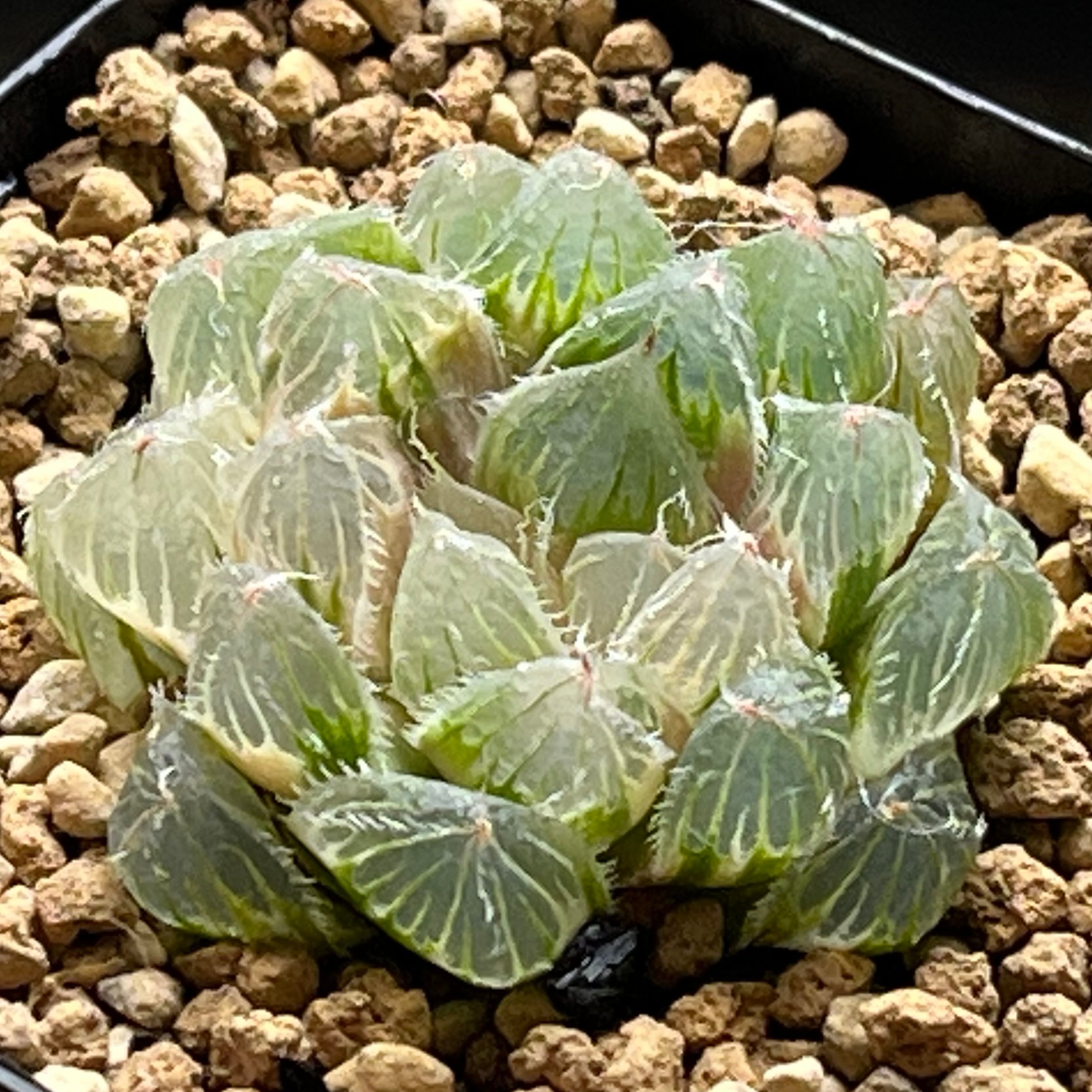 ハオルチア B型コンプトミュータント錦① | mocono_plants