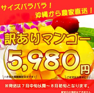 沖縄県産訳ありマンゴー２㎏【５玉～６玉】