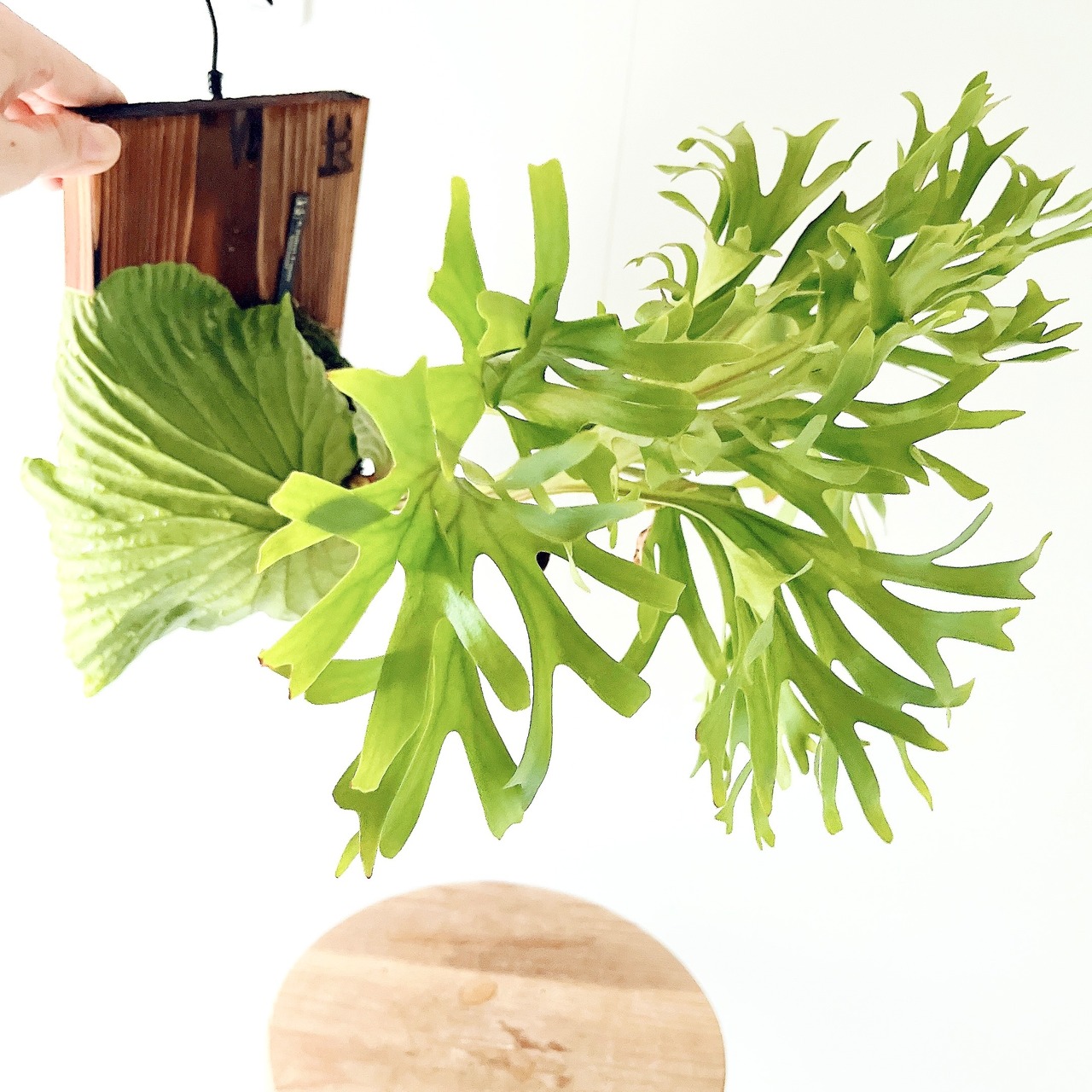 Platycerium ridleyi（ビカクシダ・リドレイ）板付け仕様 【現品販売】