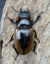 【WD】《ラコダールツヤクワガタ アチェ産 79mm ペア》