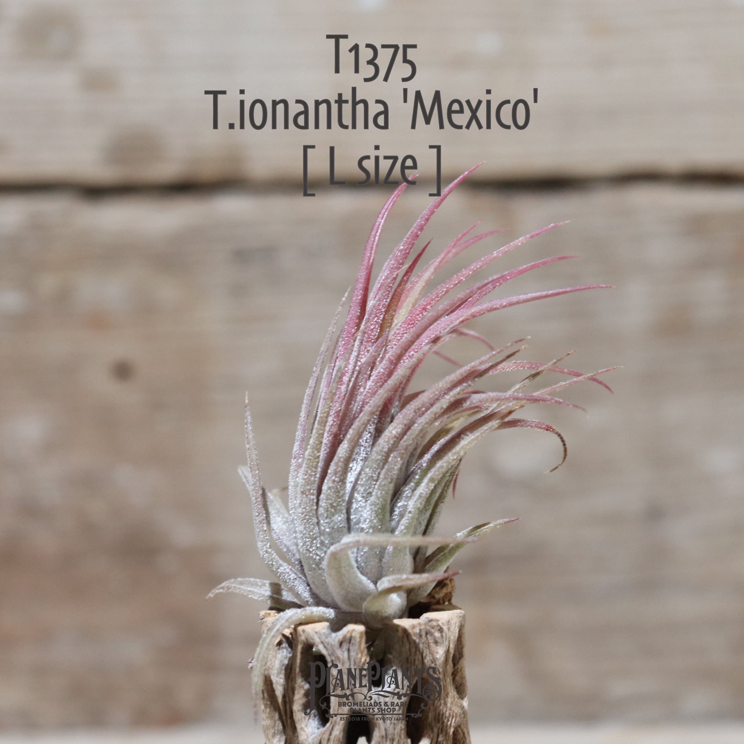 【送料無料】ionantha 'Mexico' L〔エアプランツ〕現品発送T1375