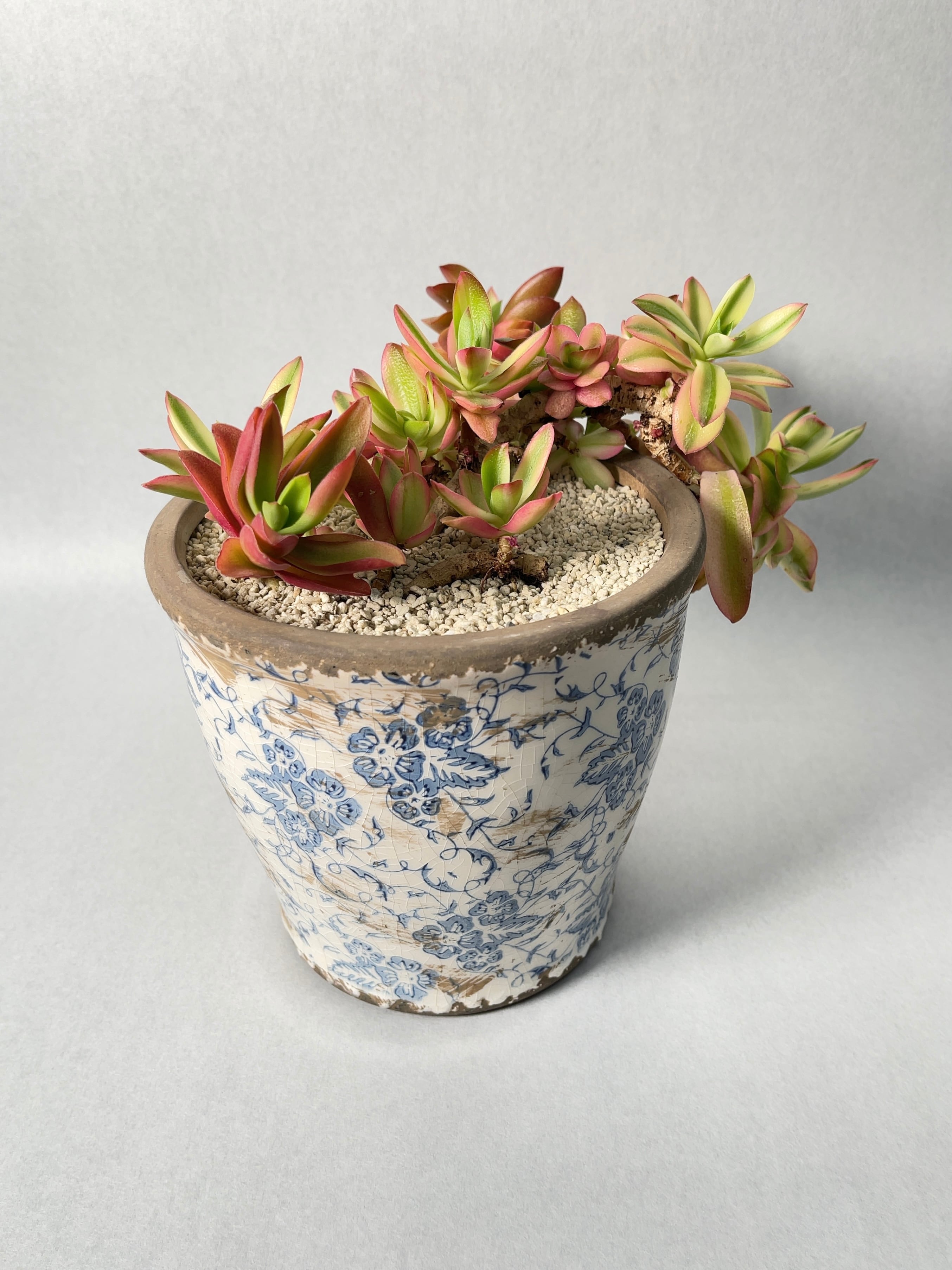 クラッスラ・火祭り錦 | trigger