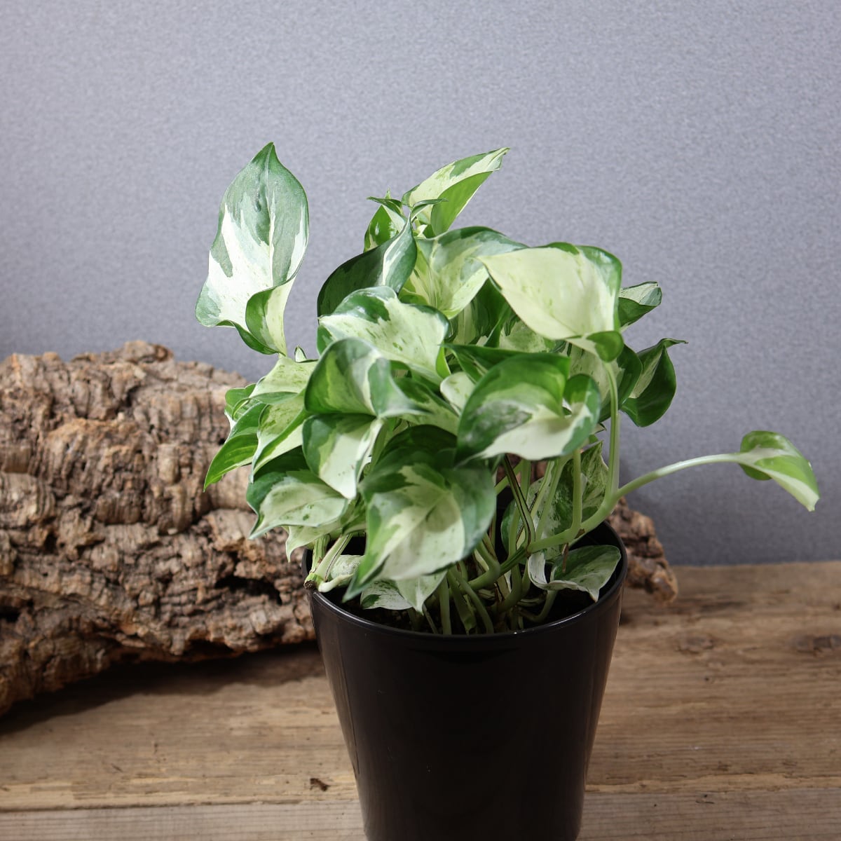 841『斑入りポトス ステータス』観葉植物【送料無料】 | MARX PLANTS