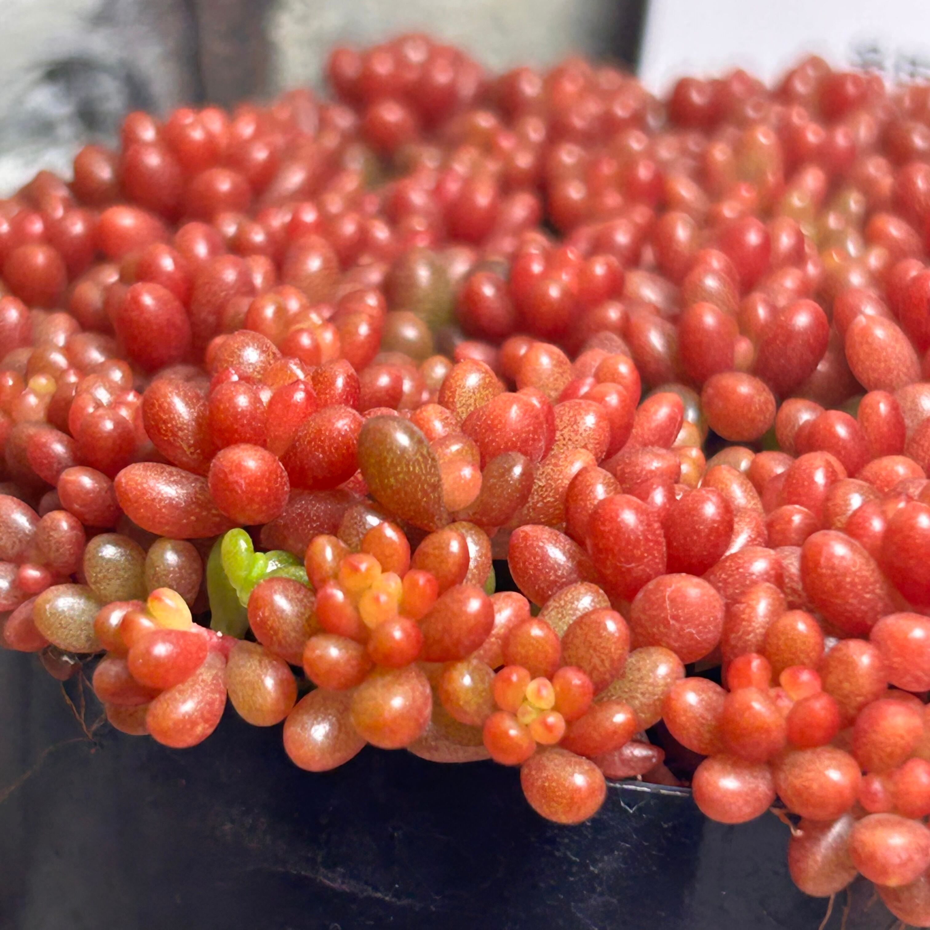 奈良県M様ご注文 もりもり紅葉レッドベリー（いくら玉） | RuPo 多肉