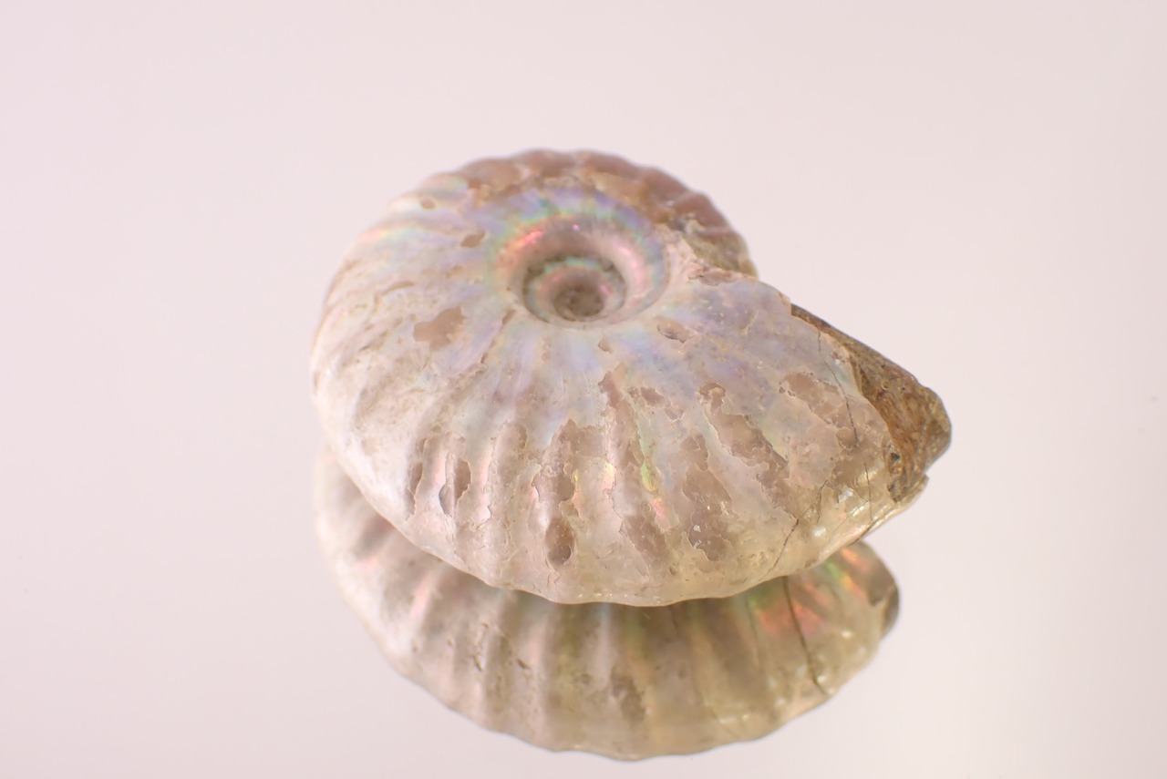 アンモナイト　17.74g　[D11‐519]