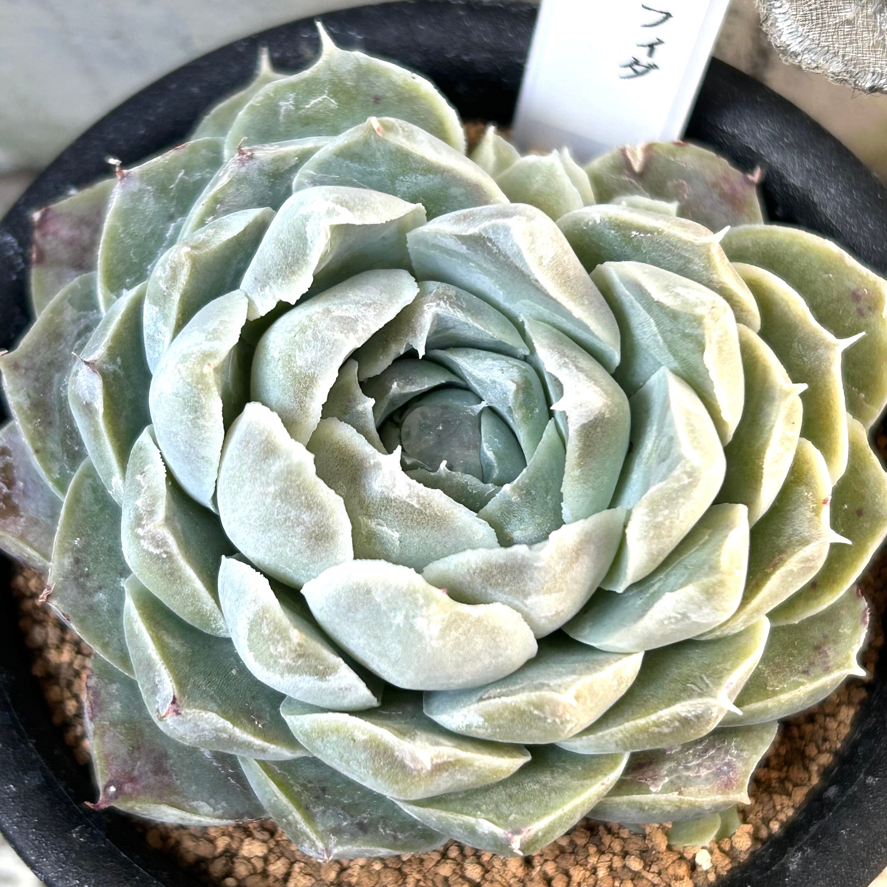 T)ムルチフィダ サンフランシスコ | RuPo 多肉植物専門店