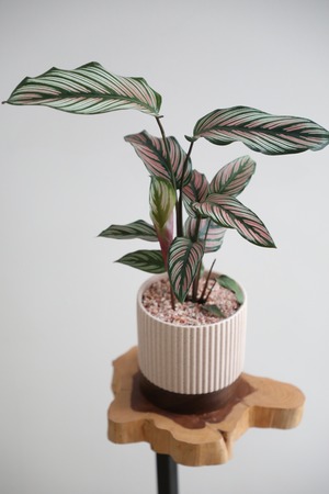 【M】カラテア ホワイトスター/Calathea White star