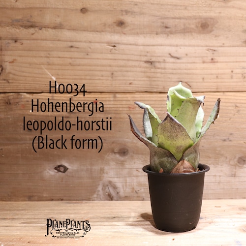 【送料無料】 Hohenbergia leopoldo-horstii(Black form) 〔ホヘンベルギア〕現品発送H0034