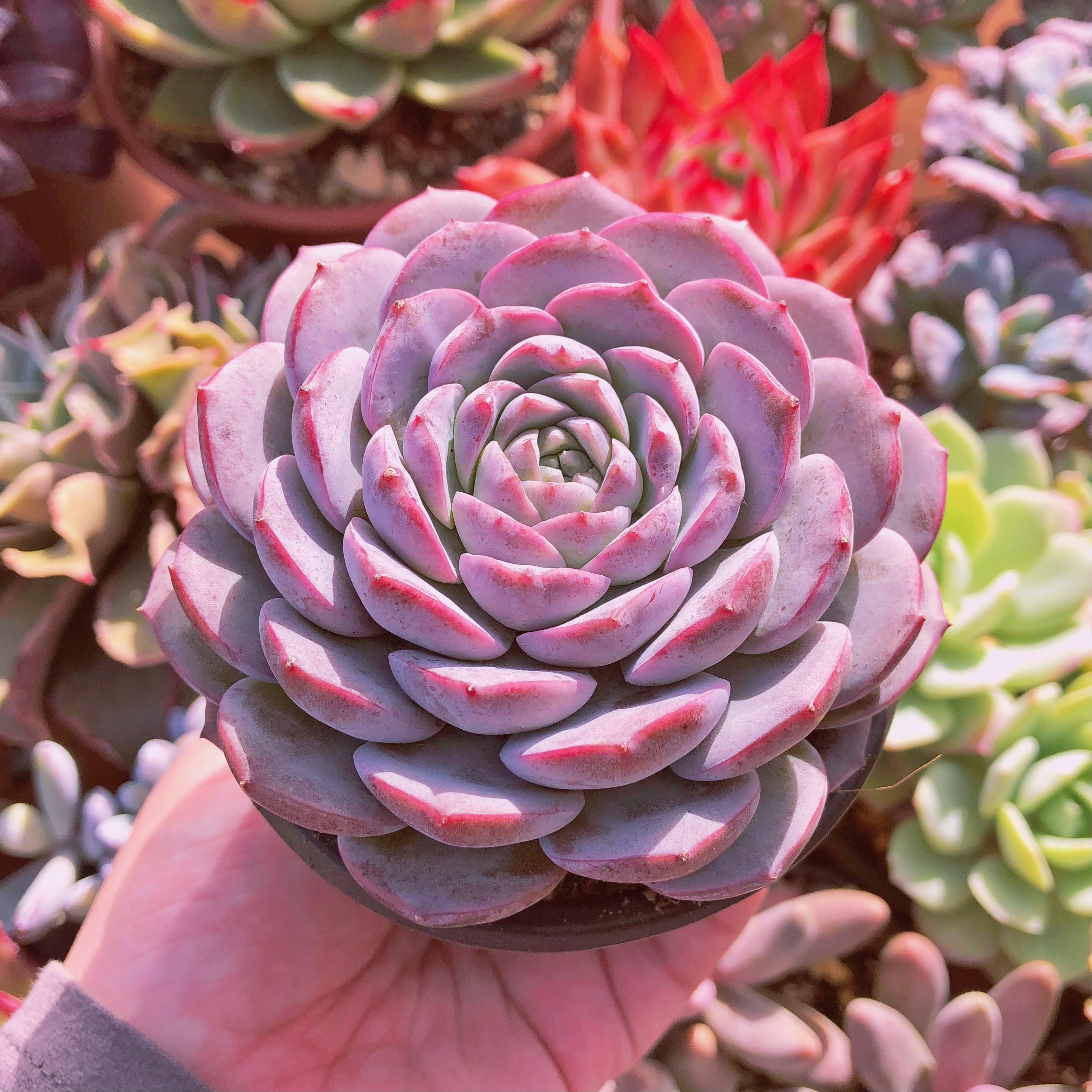 多肉植物 パープルラブ 特大苗 10センチ鉢 | るる農園~多肉植物専門