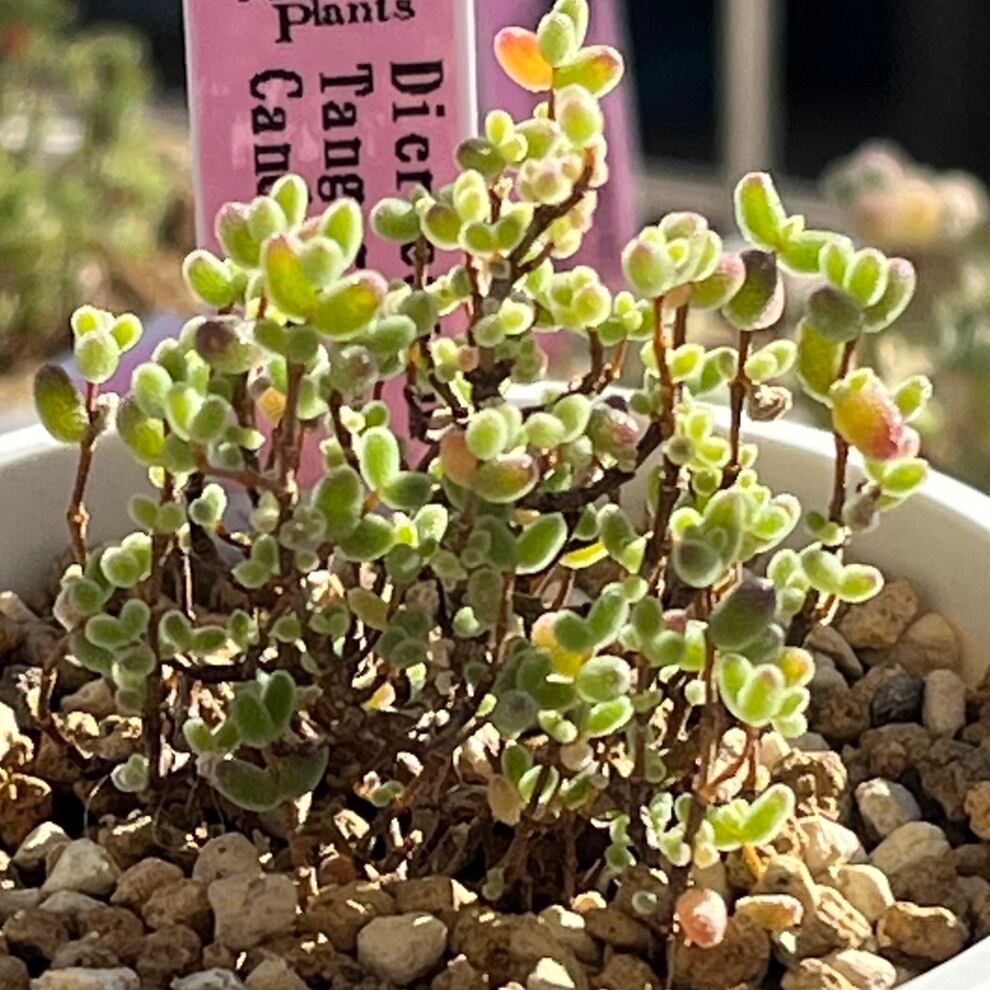 ハオルチア 三仙寿錦 | mocono_plants