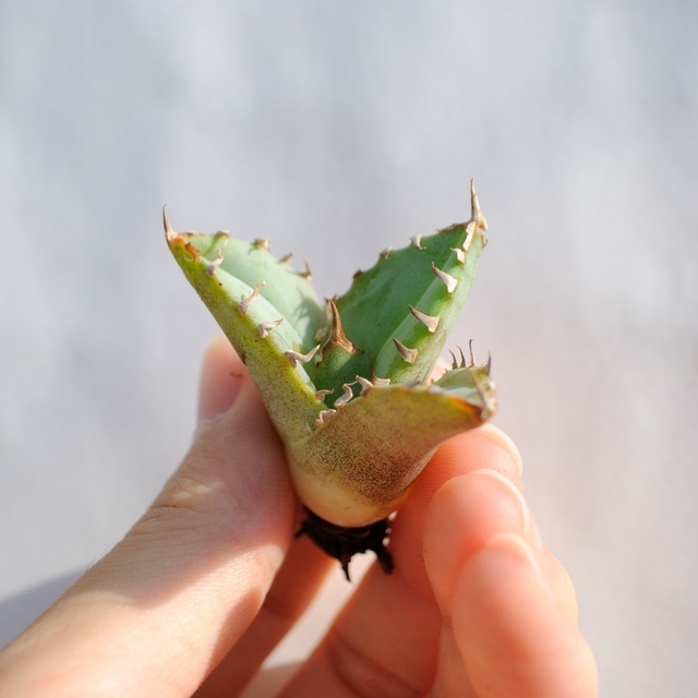 アガベ チタノタ ライトリー ホワイト ソーン セレクション No.12