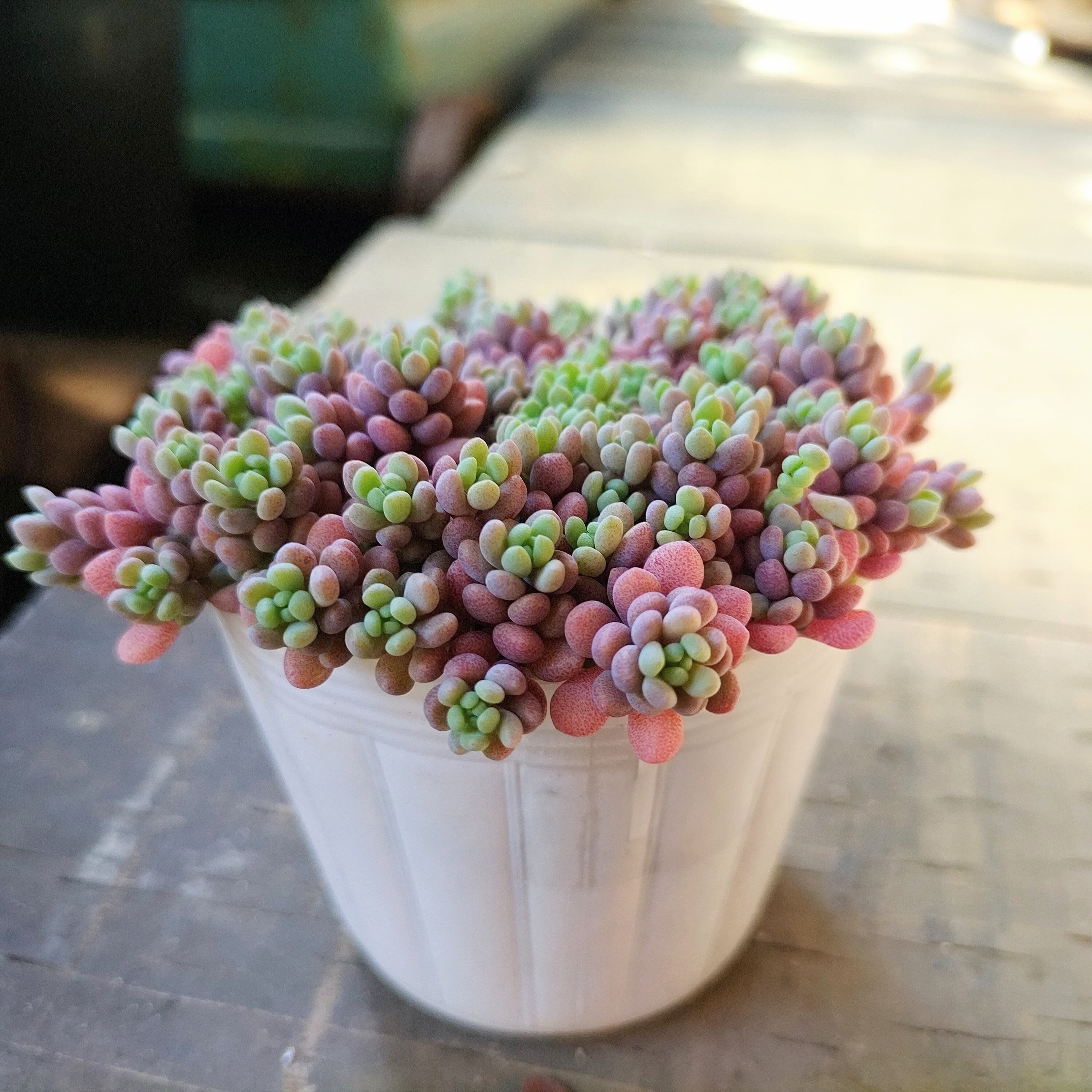 パープルヘイズ ストロベリーカラー | RuPo 多肉植物専門店