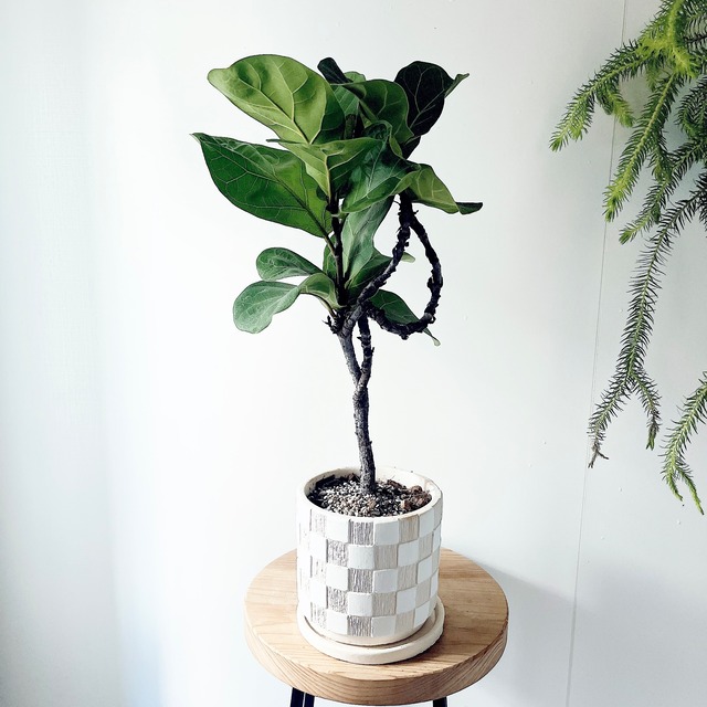 カシワバゴム フィカスリラータ 曲がり 柔らかなフリル葉が魅力の観葉植物