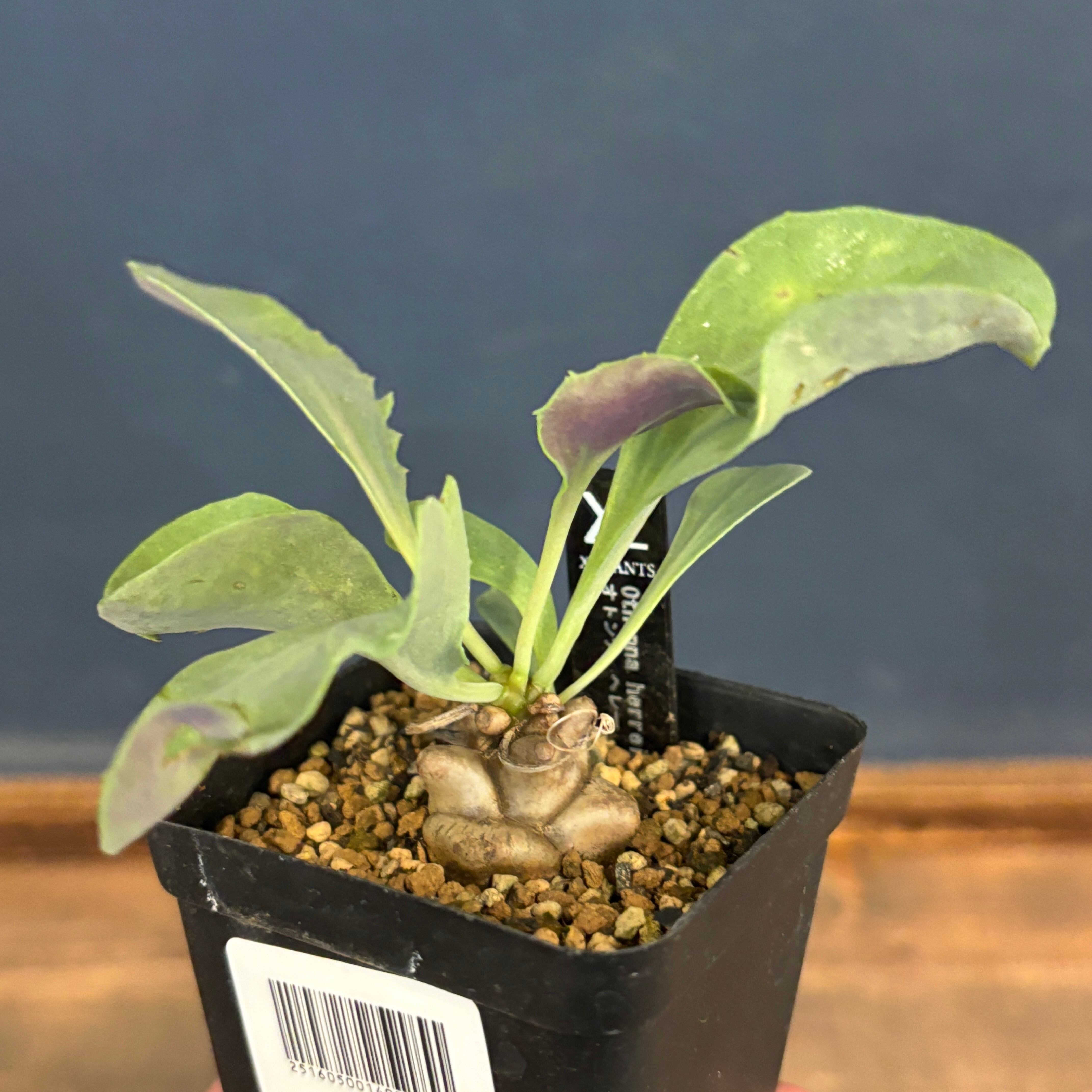 ビカクシダ ジュエル P. willinckii 'jewel' spore 板付け【627