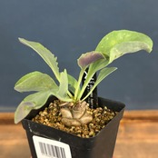 オトンナ　ヘレー【349】