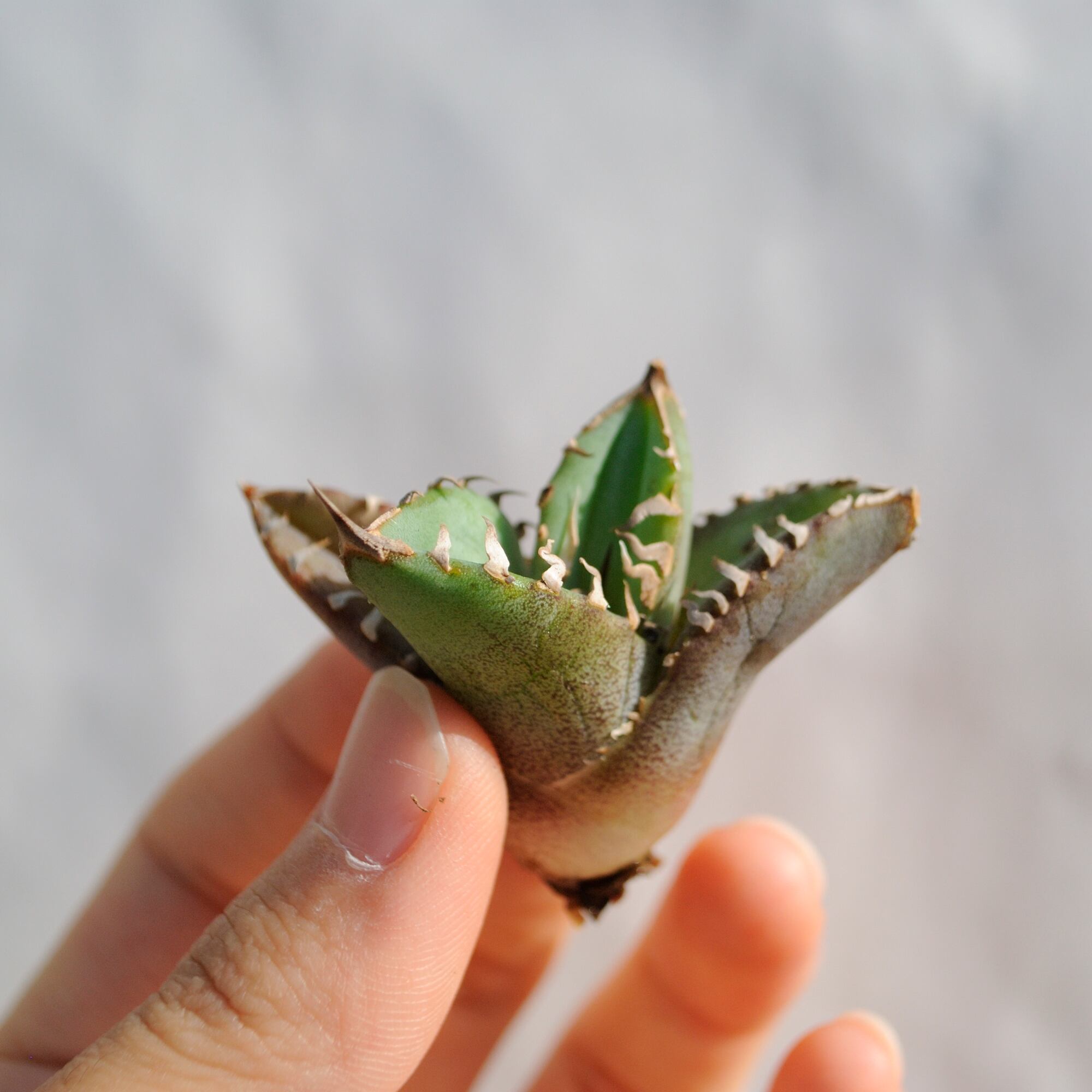 アガベ チタノタ ライトリー ホワイト ソーン セレクション No.13