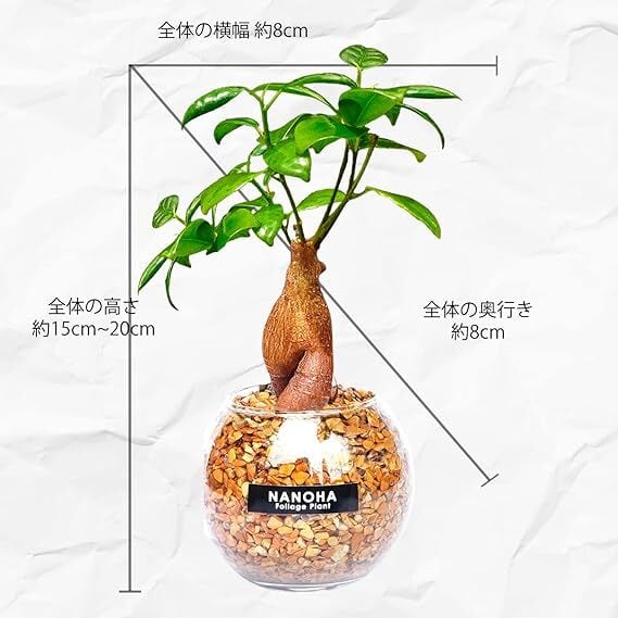 あ*ん様 元祖⬛︎ 白玉 ガジュマル ⬛︎挿し木用 な*う様 元祖 ⬛︎ 白 パンダ ガジュマル ⬛︎ 挿し木専用 な*う様