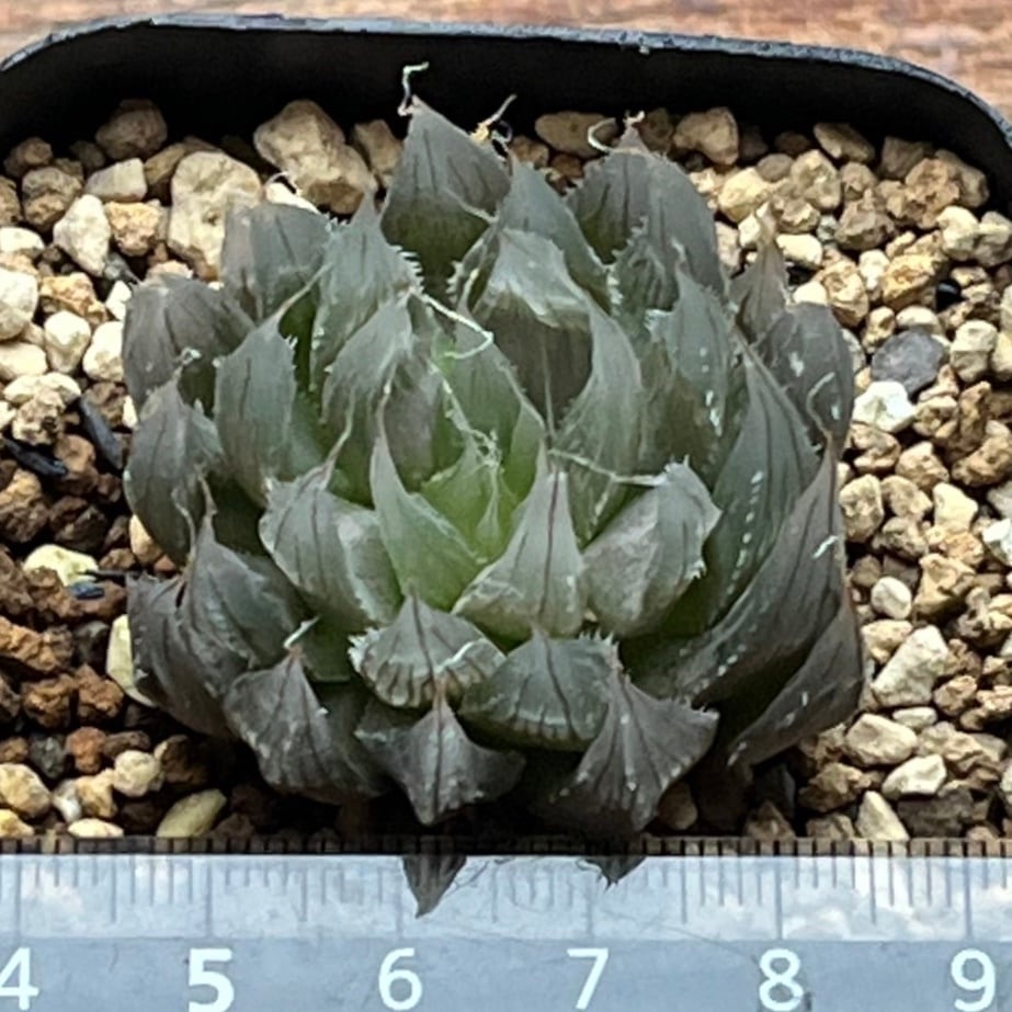 ハオルチア ムラサメ | mocono_plants