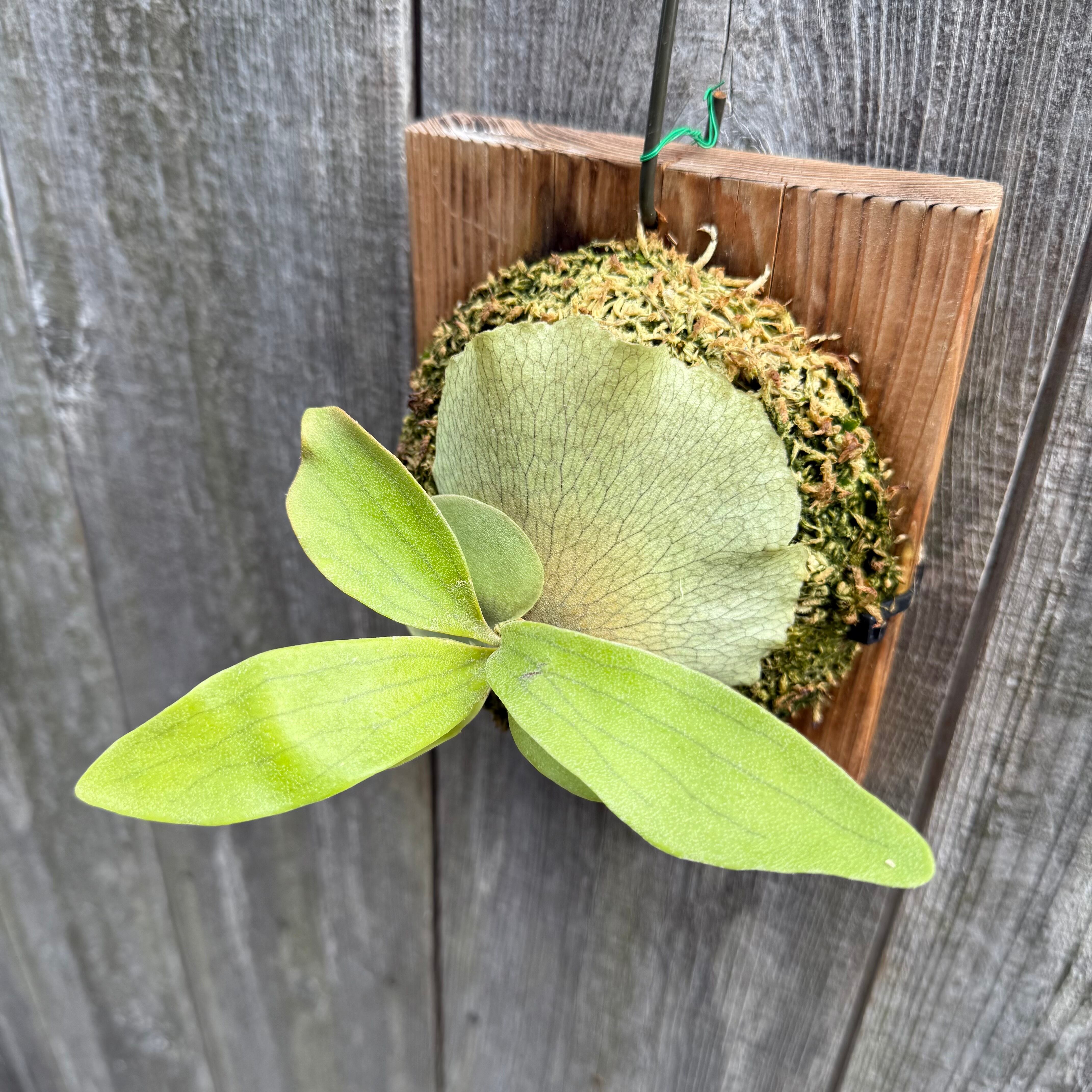 P.hillii Kylin (from Yot) | naturefix