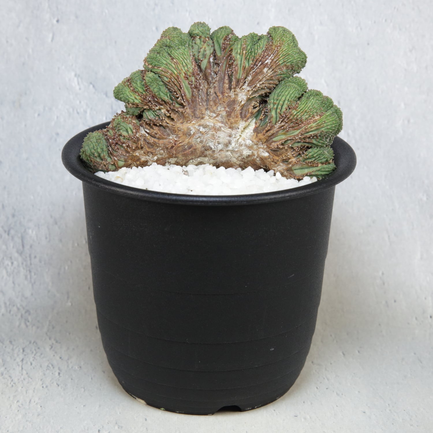 超厳選株】超大株 直径約9cm ヴィンテージ 仔吹き マウンテン オベサ