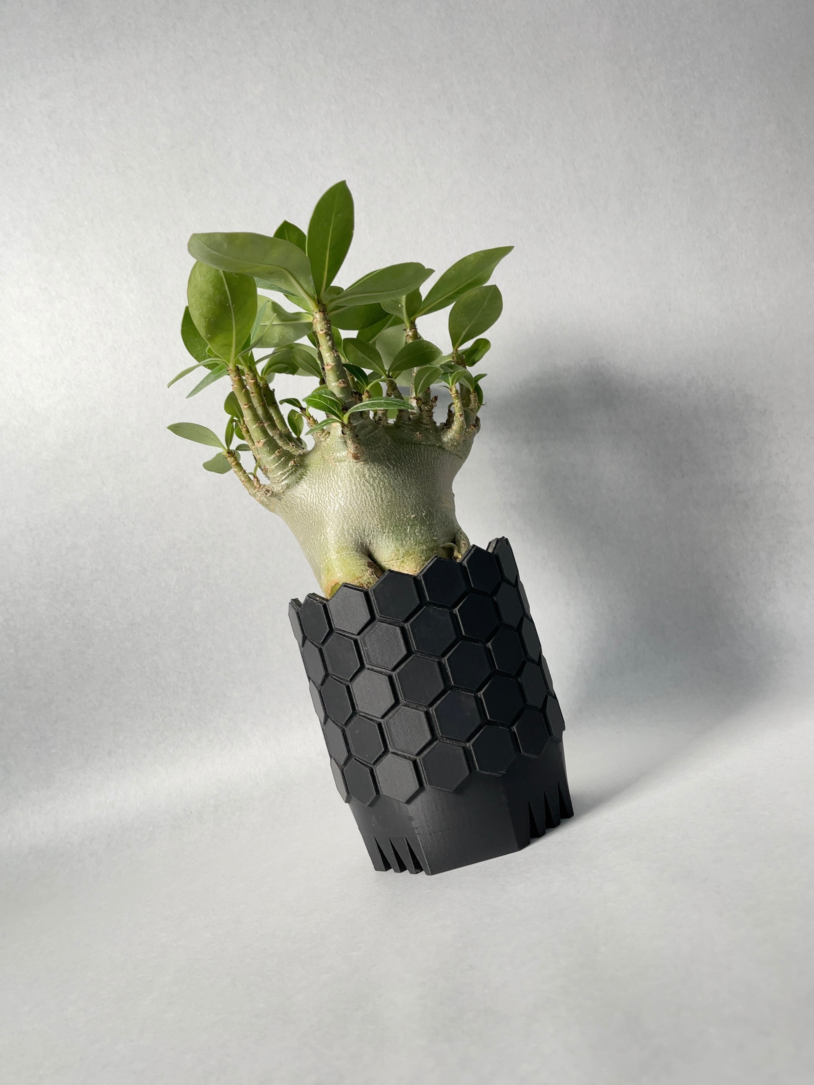 アデニウム・アラビカム・スーパードワーフ | trigger