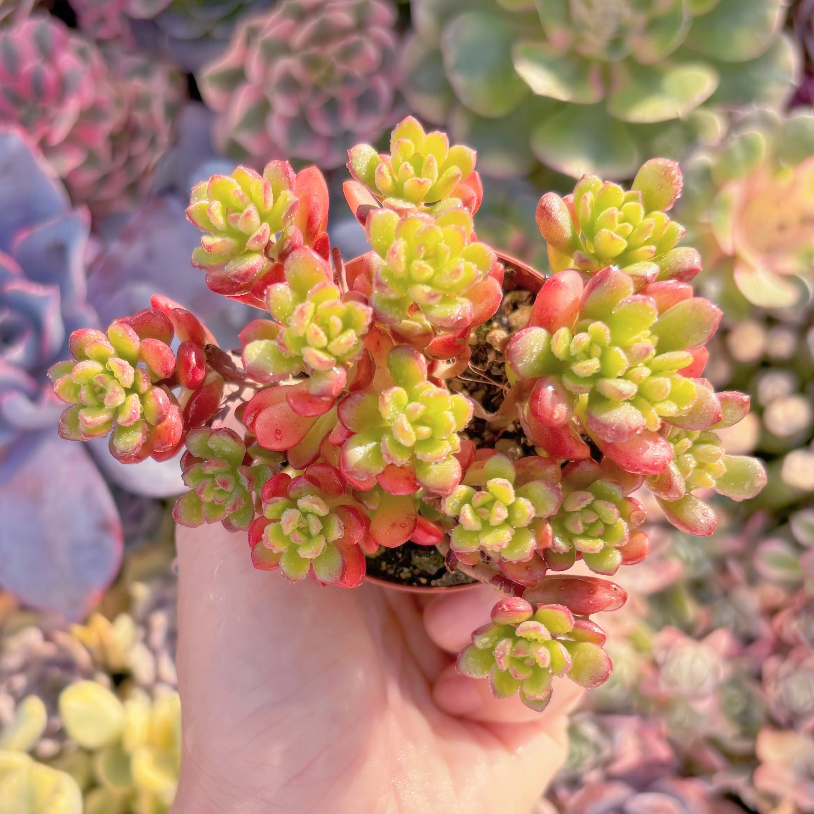 現品　ジョイスタロック#644　新入荷　るる農園