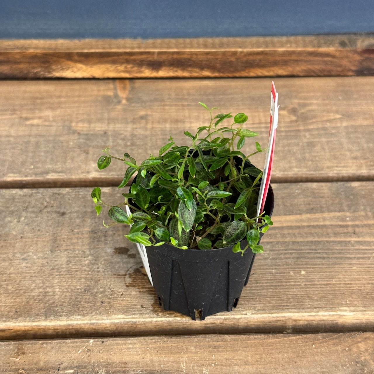 【クリアランス】ペペロミア jamesoniana Ecuador【107】