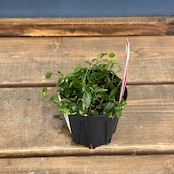 【クリアランス】ペペロミア jamesoniana Ecuador【107】