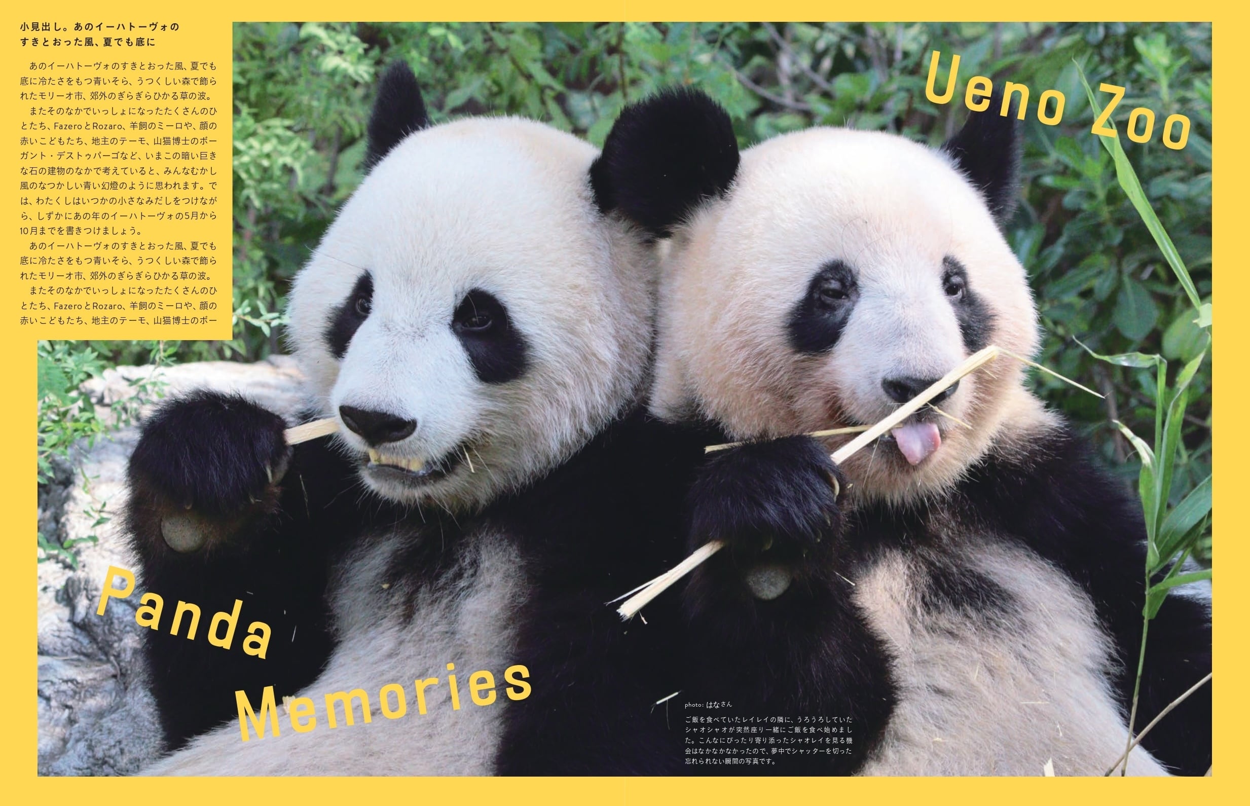 ご予約受付中＊限定しおり付き＊新品】上野動物園 パンダ写真集「あの