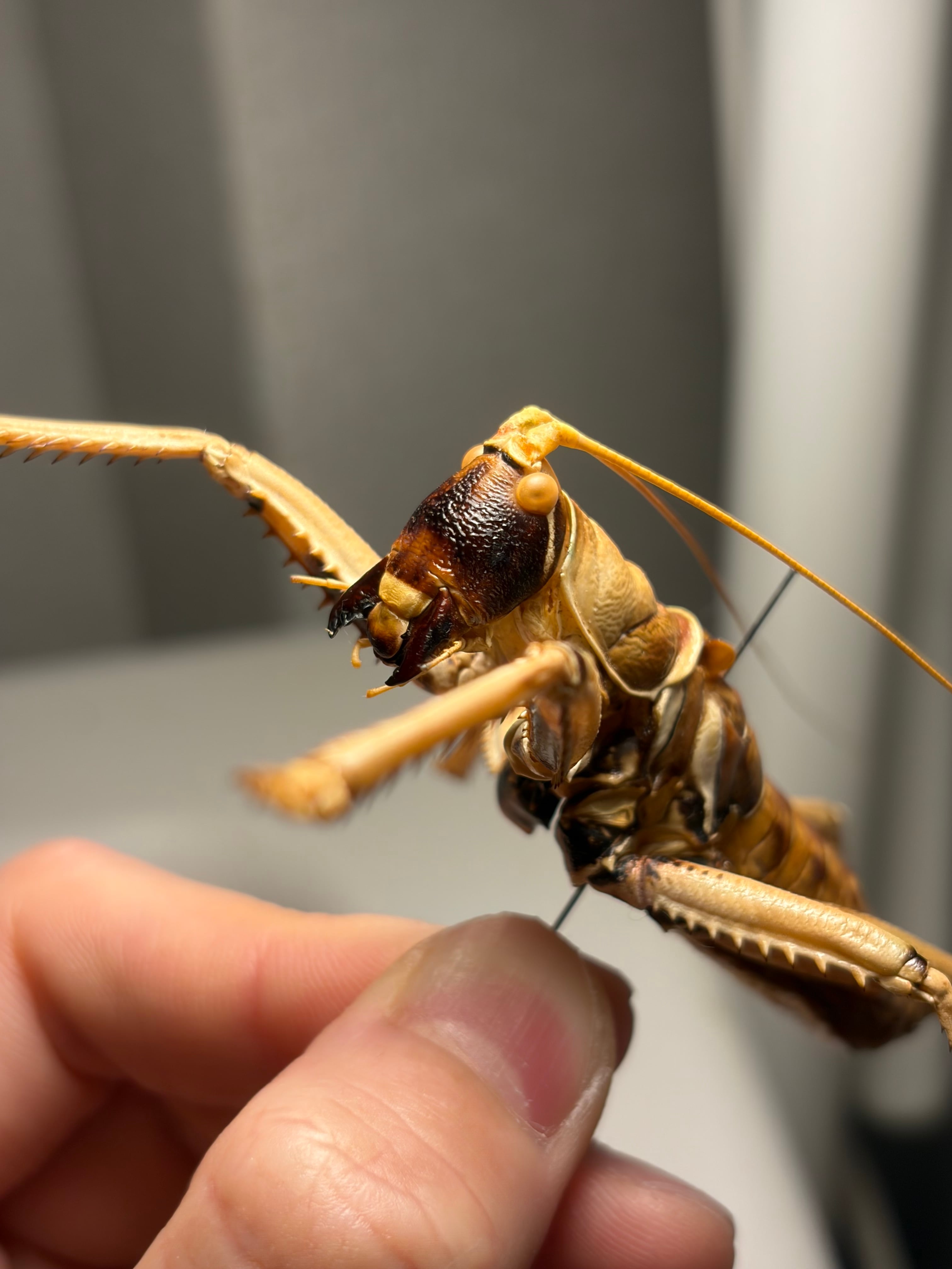 属内最大級】スタウトマジシャン アナトリアプレデターヤブコオロギ 直