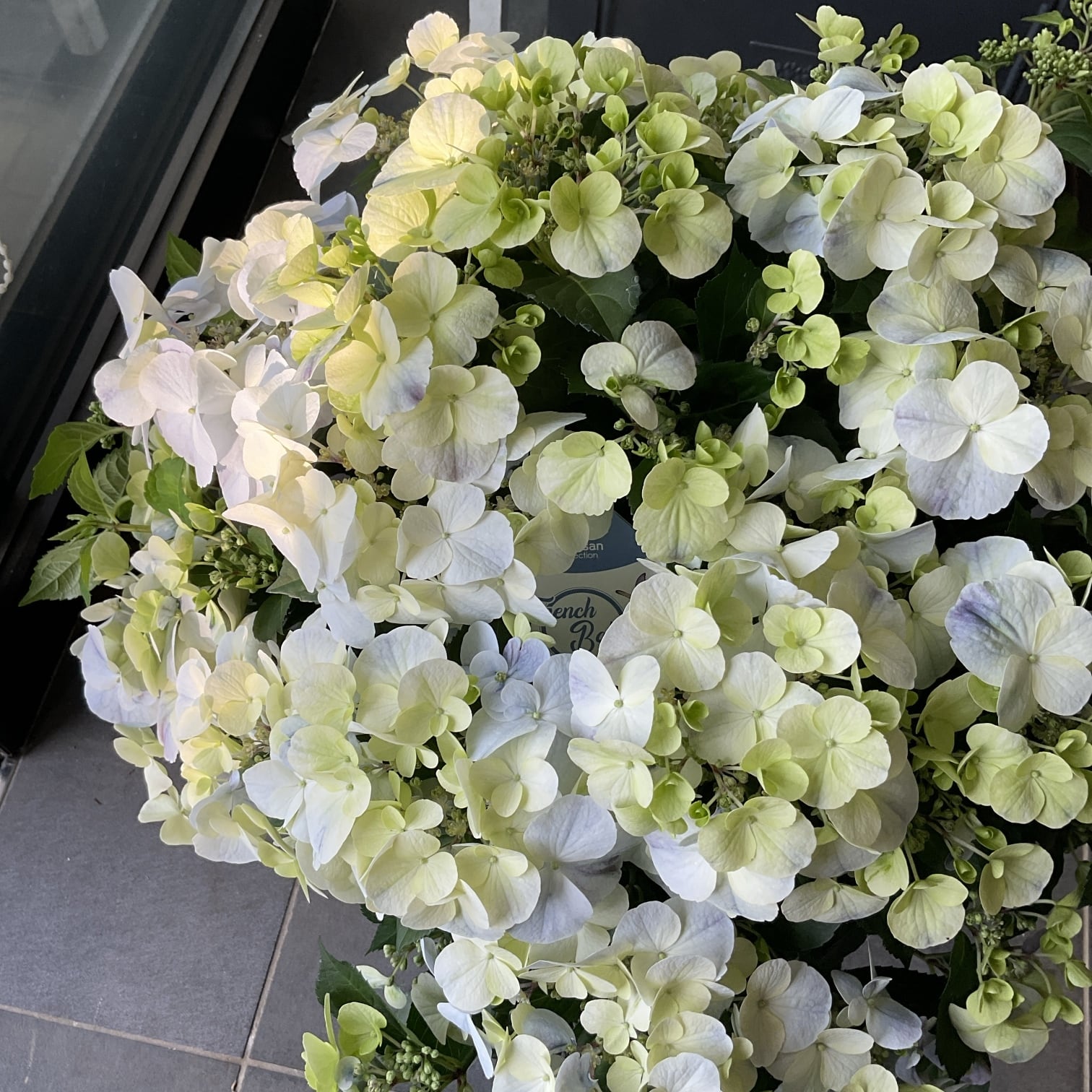 ペチュニア 妖精のチュチュ 3.5寸ポット | 橋本種苗園