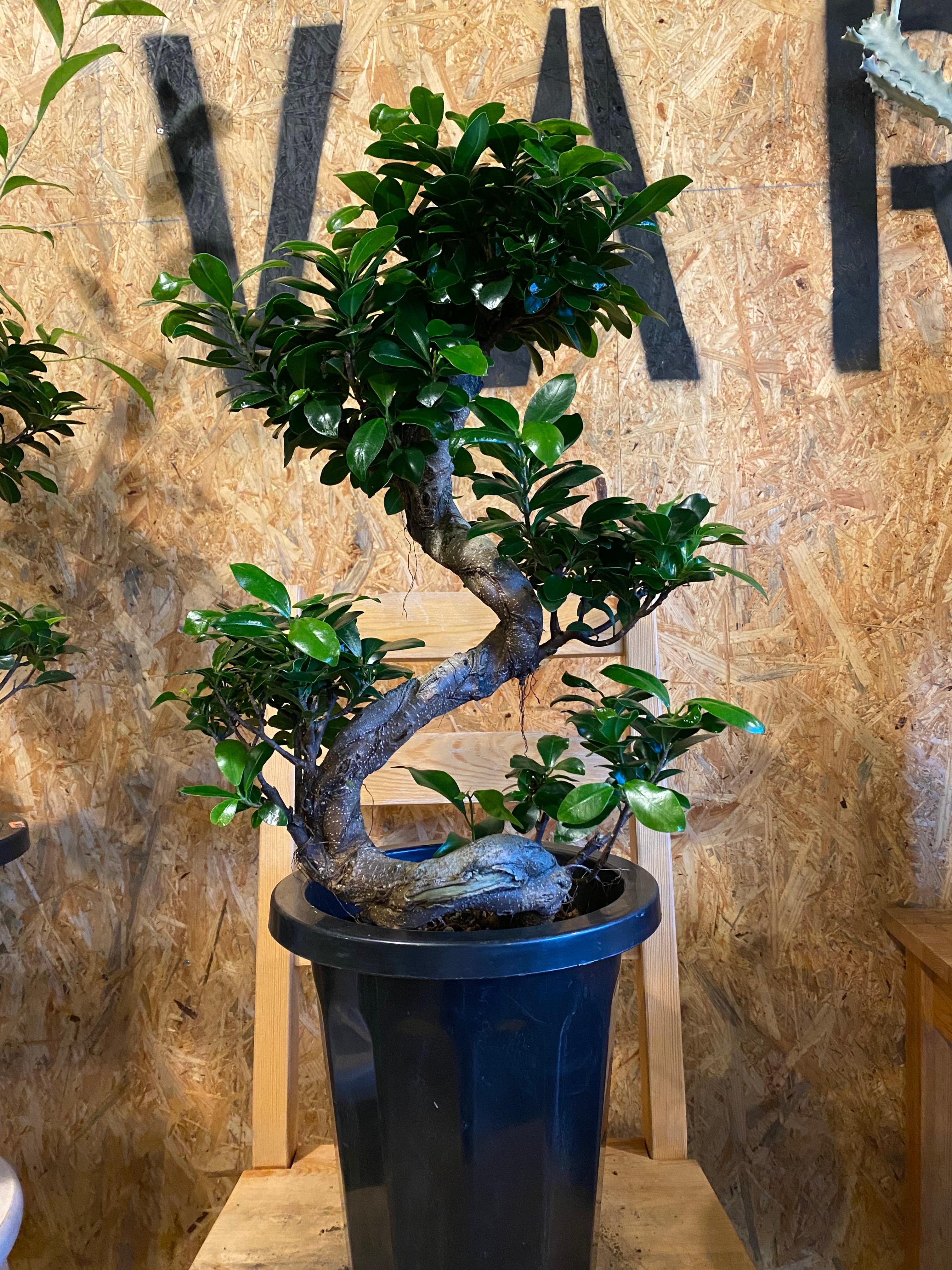 ガジュマル盆栽　曲がり幹 楽天市場】【送料無料】ガジュマル・盆栽風幹曲り※同梱不可商品