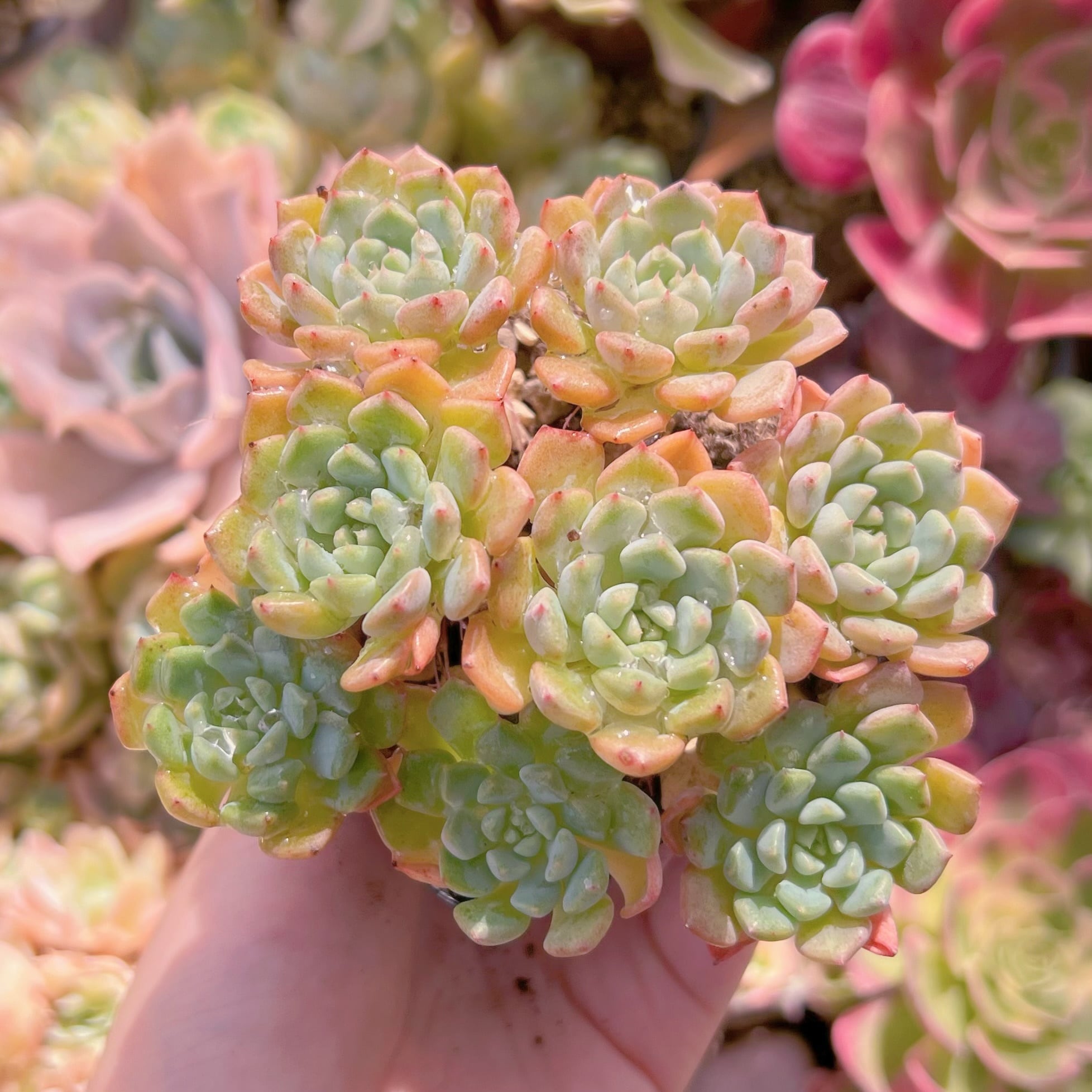 現品　ピンクバブル#632　るる農園