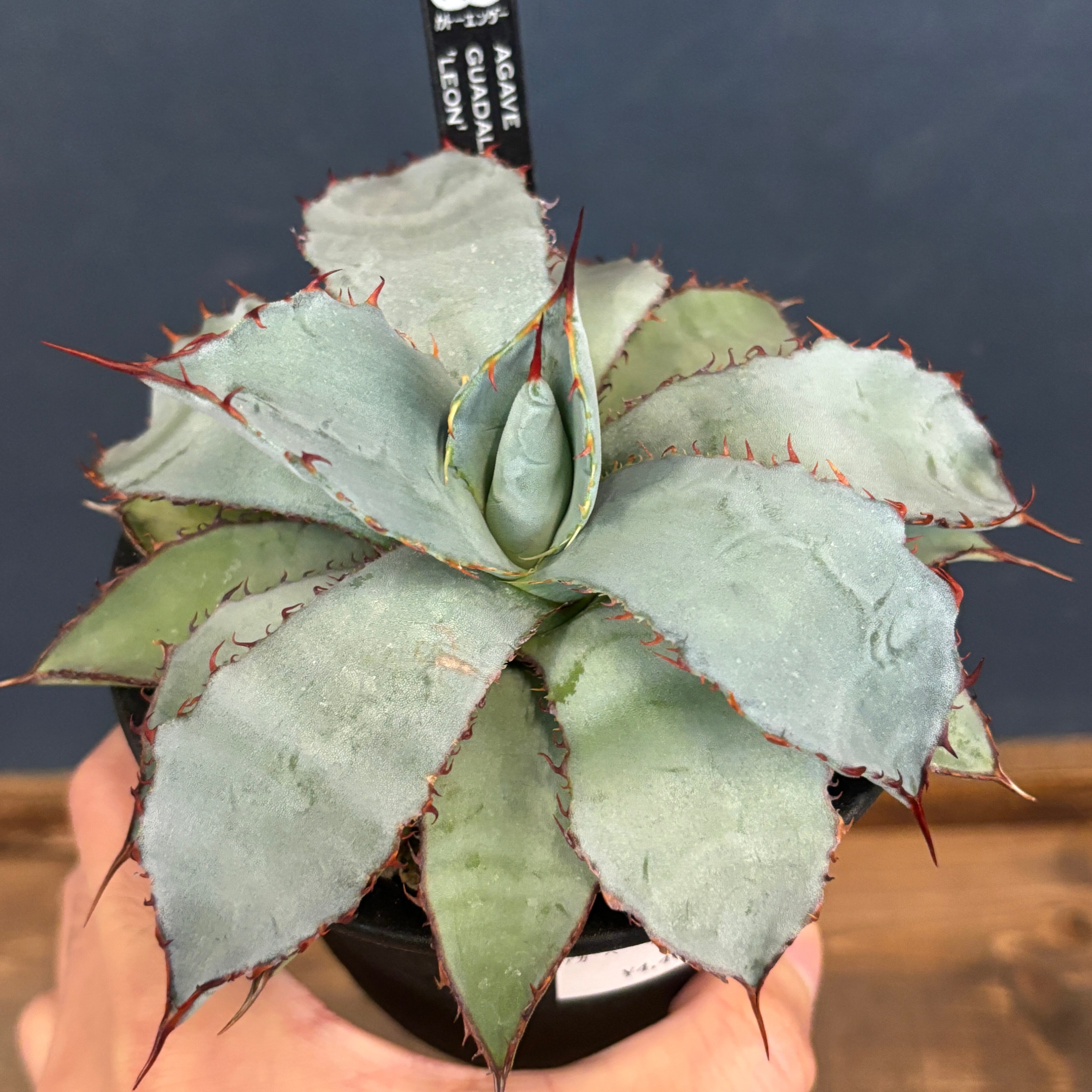 グアダラハラナ　ラウンドタイプ　アガベ たまらん♥️ #圓葉瓜達 #グアダラハラナドワーフ #グアダラハラ