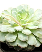 カット苗 ベゴニア Echeveria 'Begonia'