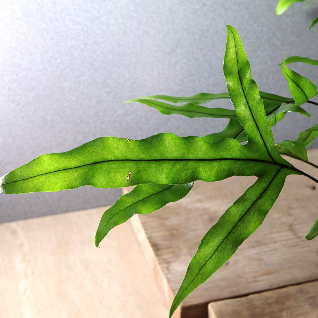 474 根茎が魅せる『カンガルーファーン』吊り鉢 観葉植物【送料無料