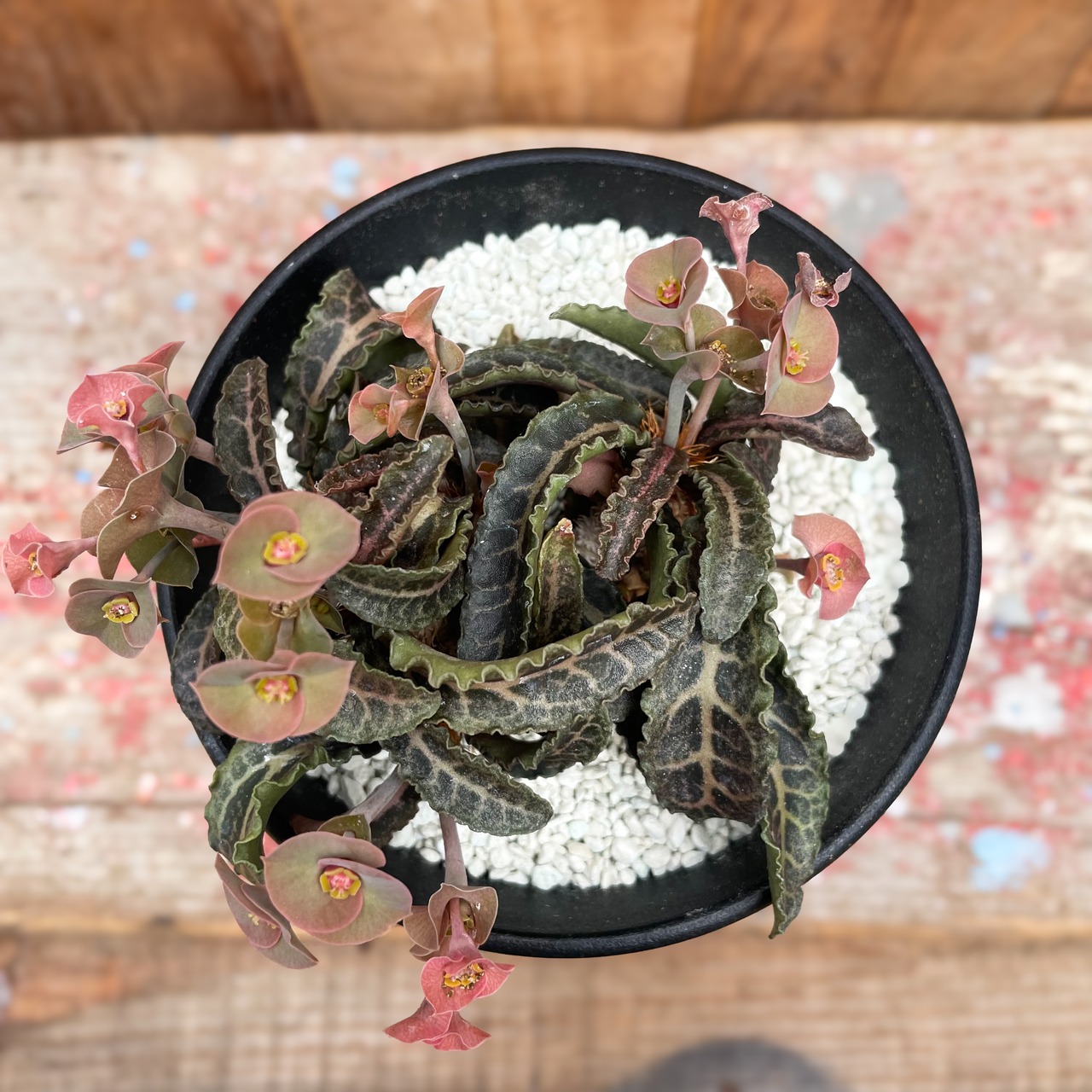 Euphorbia francoisii var.crassicaulis"Super Red Form"【ユーフォルビア・クラシカウリス】
